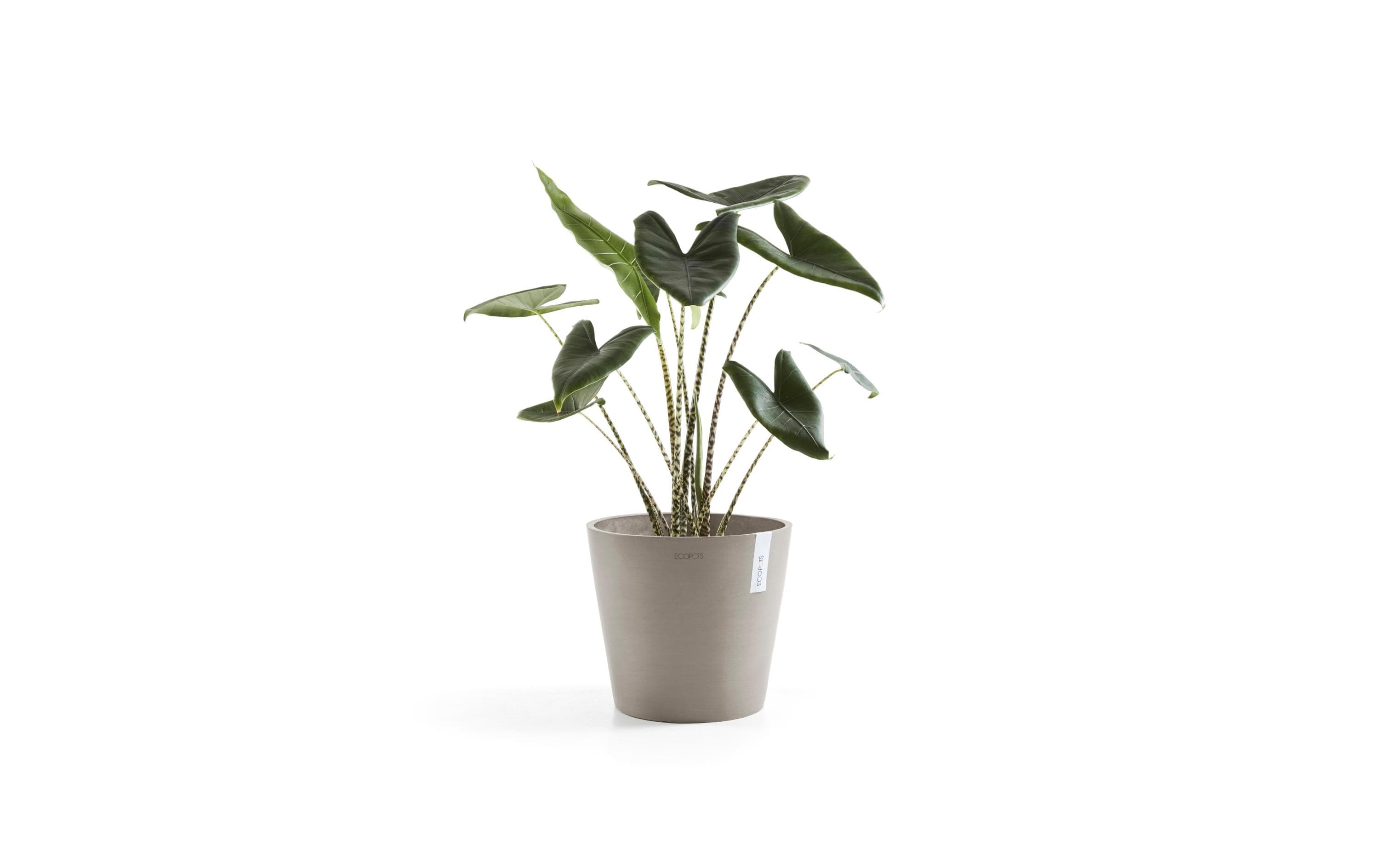 Ecopots Pflanzentopf Amsterdam 40, French Taupe Ecopots Pflanzentopf Amsterdam 40, French Taupe