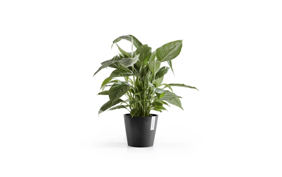 Ecopots Pflanzentopf Amsterdam 20, Dunkelgrau Ecopots Pflanzentopf Amsterdam 20, Dunkelgrau