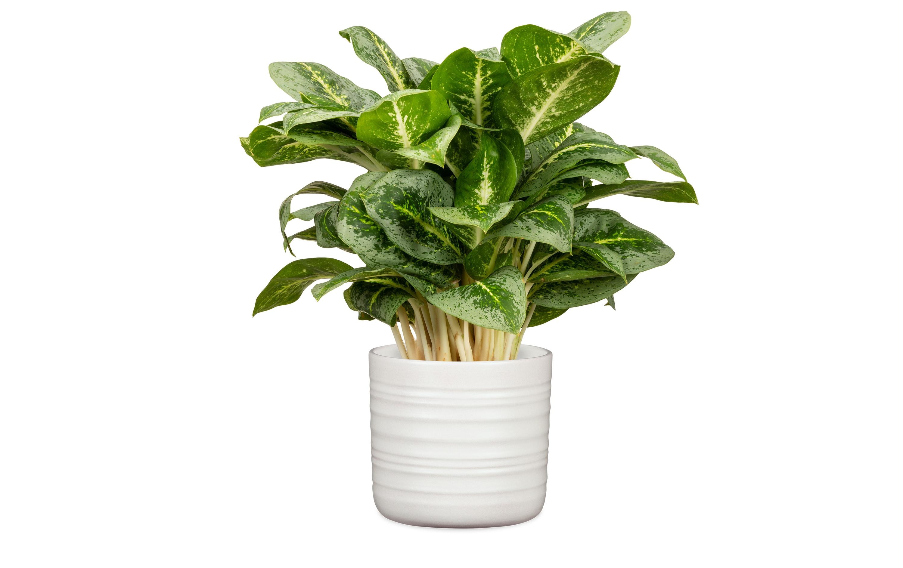 scheurich Blumentopf Cottage 14.2 cm, Weiss