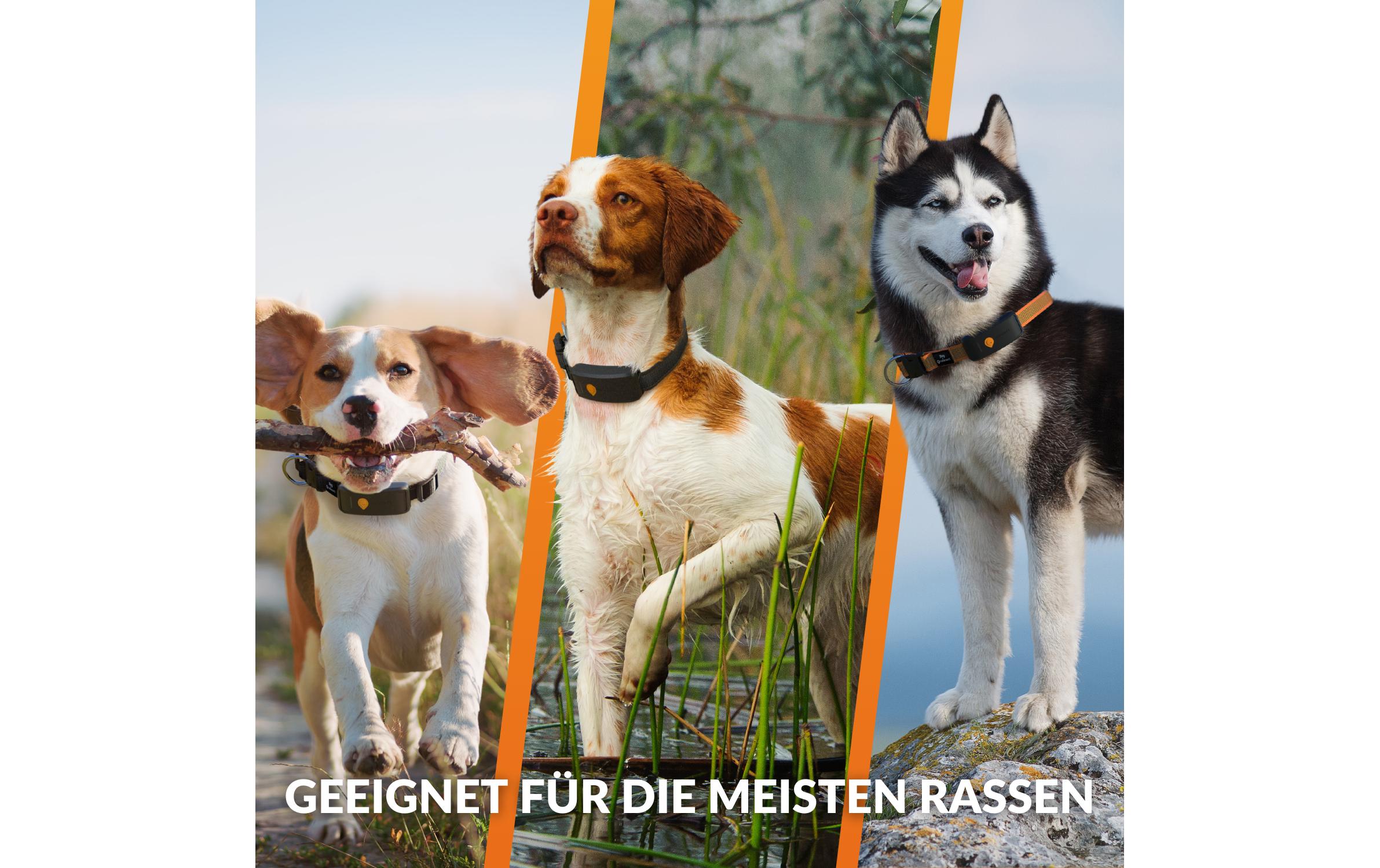 Weenect GPS-Tracker für Hunde XT mit Halsband schwarz