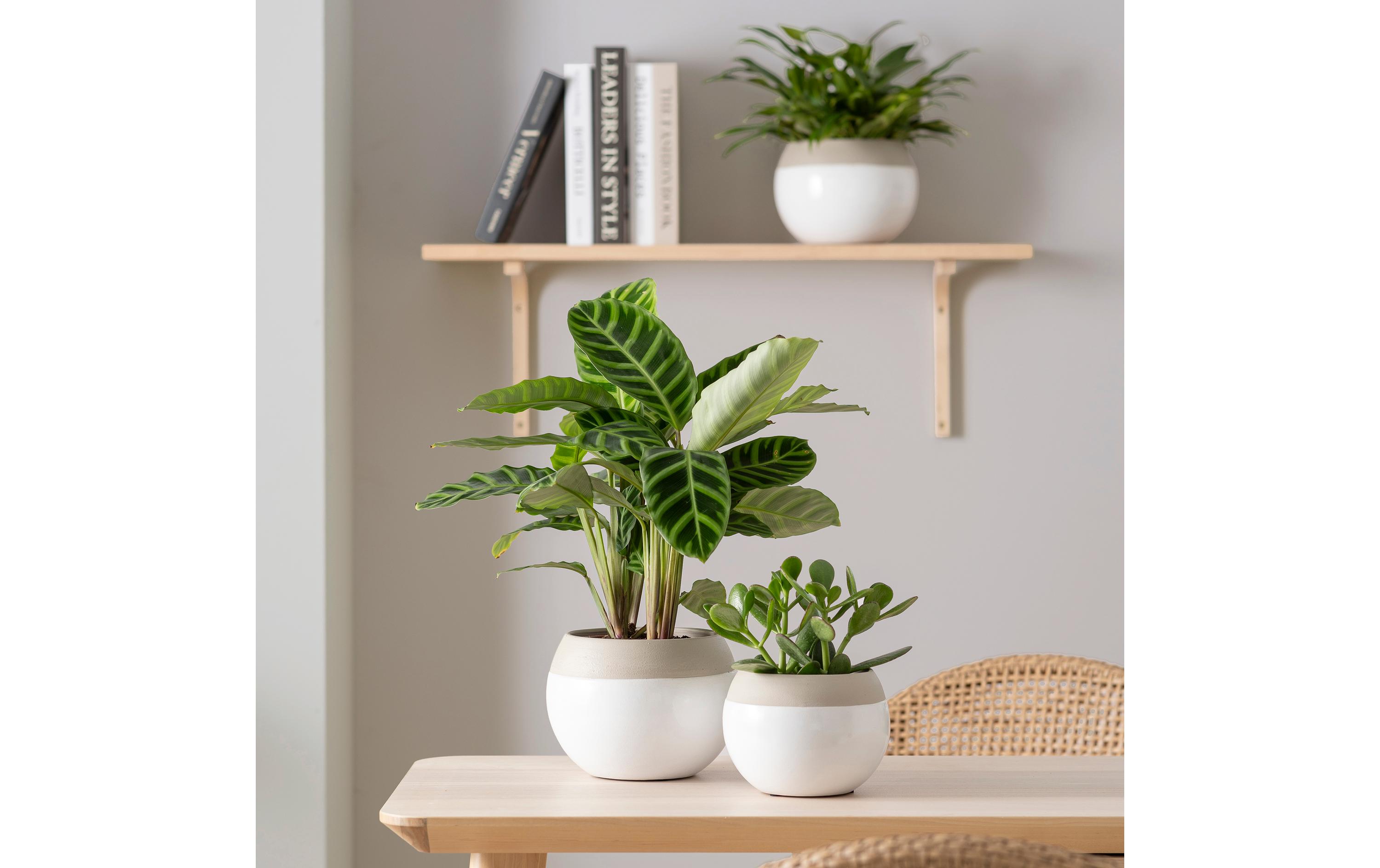 scheurich Blumentopf Blanco 718, 17.5 cm, Weiss