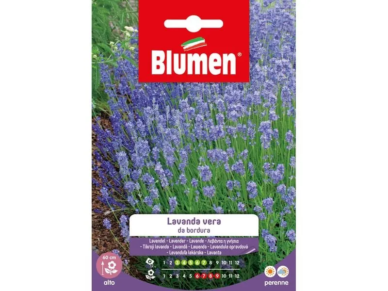 Blumen Saatgut Lavendel Blumen