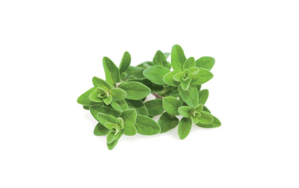 Click and Grow Samen Majoran Click and Grow Samen Majoran