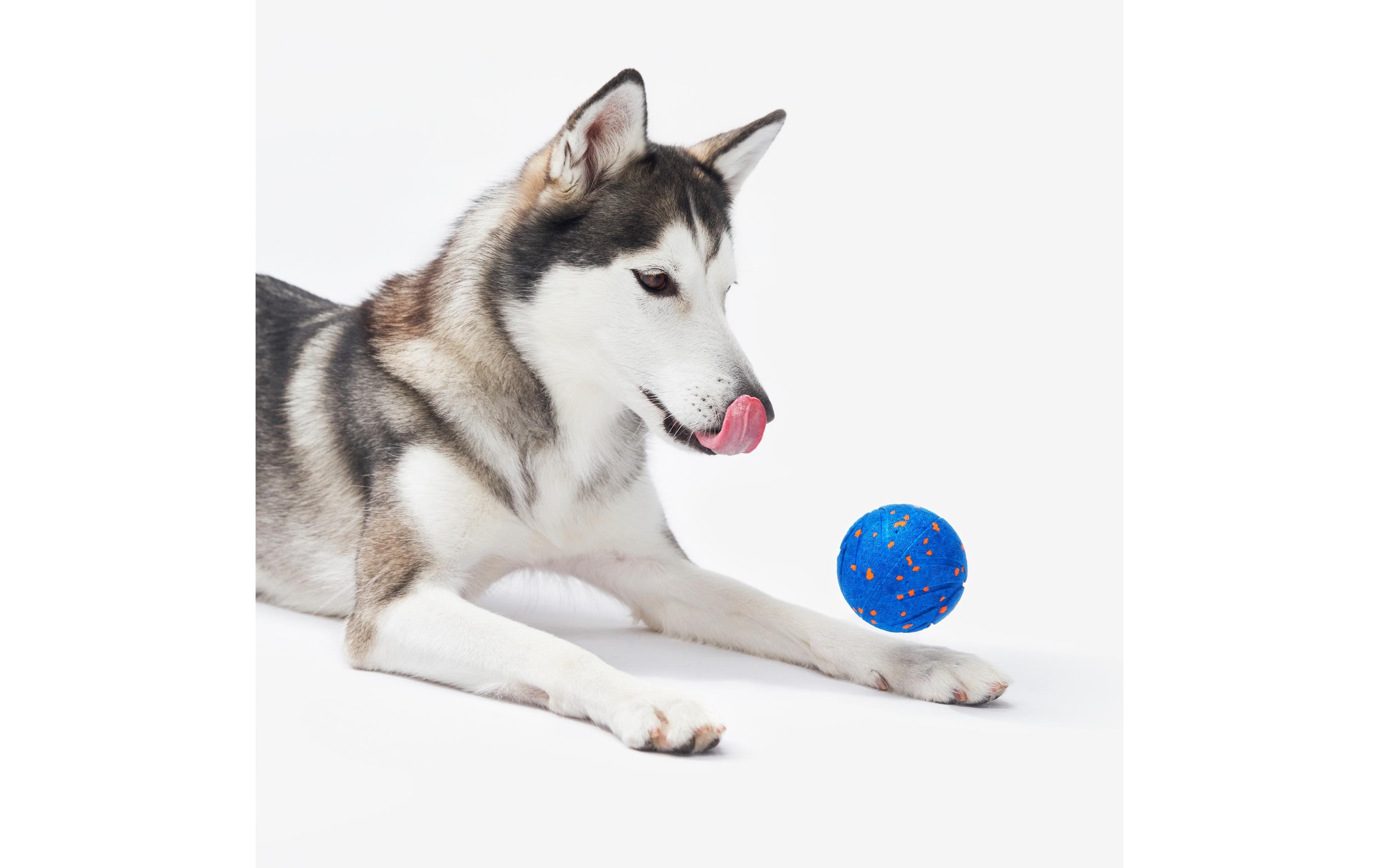 Cheerble Hunde-Spielzeug Wicked Ball Air