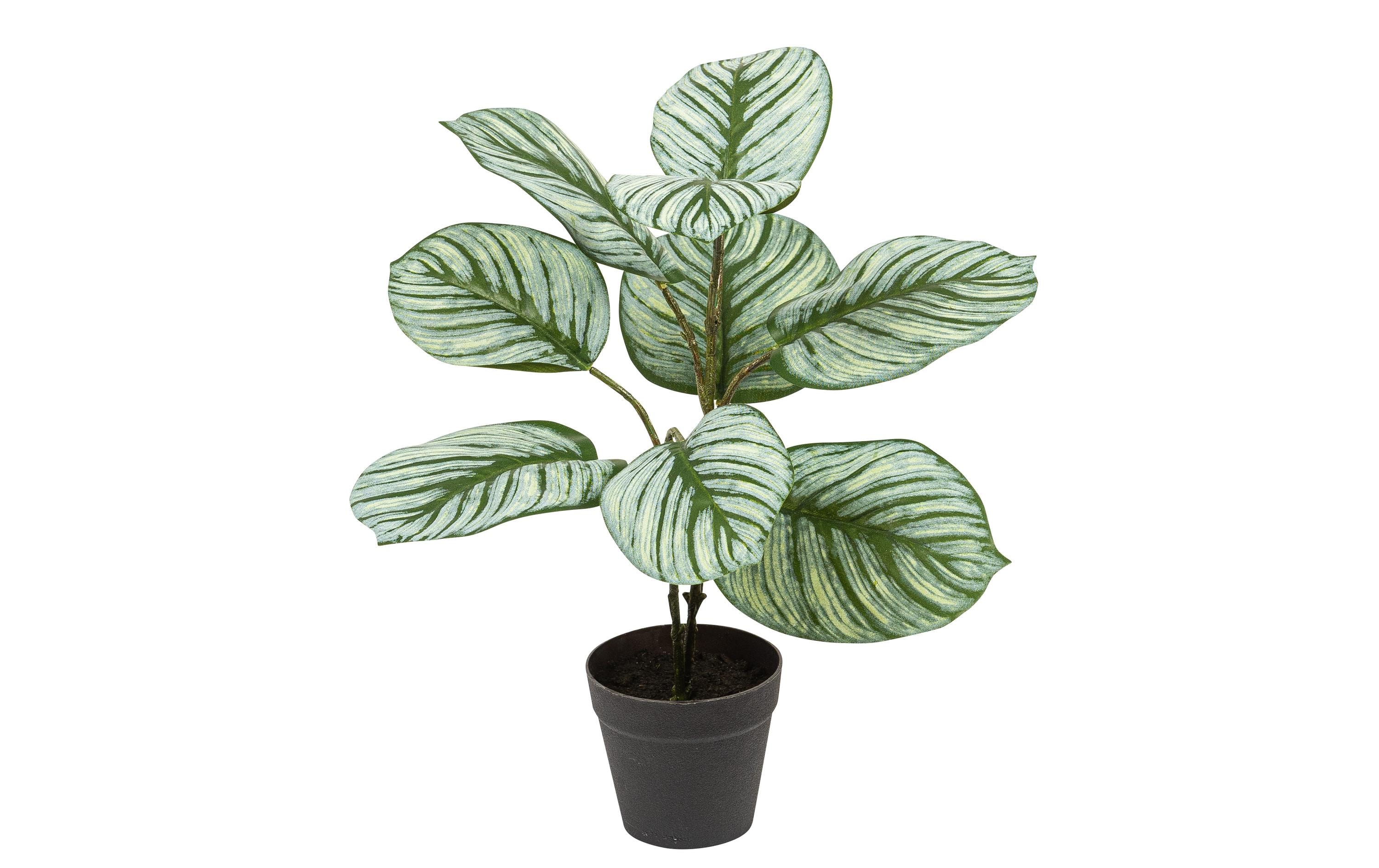 Botanic-Haus Kunstpflanze Kalathea 36 cm