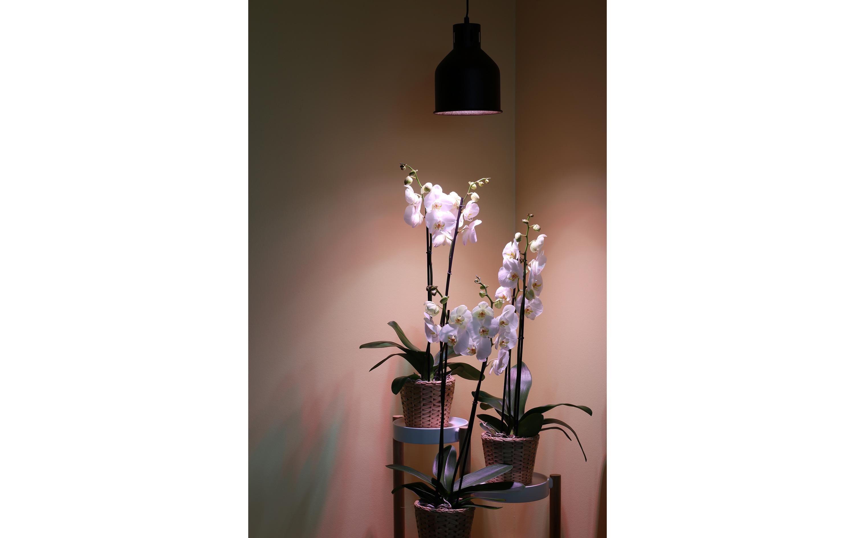 Venso Solutions Lampenschirm Saga E27, Kupfer