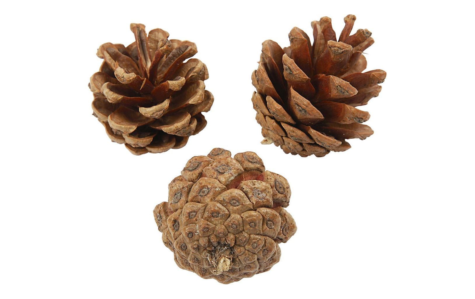 Creativ Company Tannenzapfen Kiefernzapfen 40 mm Creativ Company Tannenzapfen Kiefernzapfen 40 mm