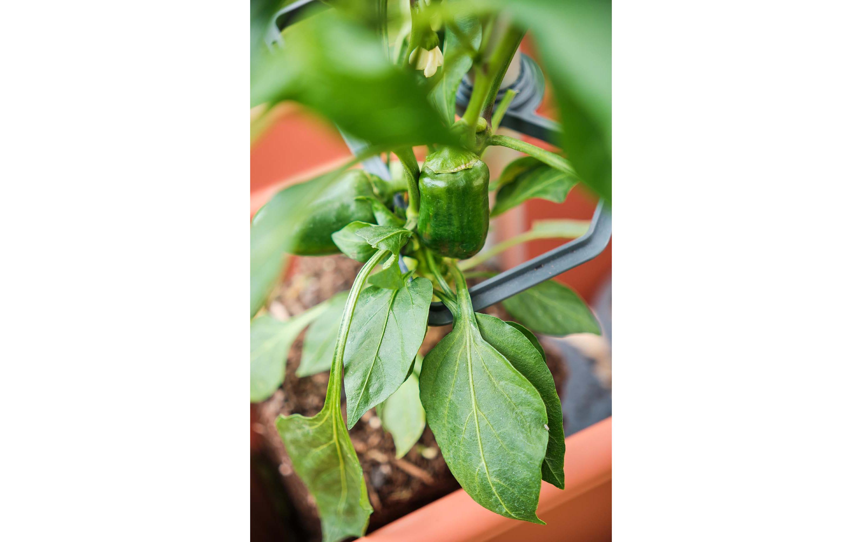 Gusta Garden CHILI BUDDY Rankhilfe für Chilis & Paprika im 3er Set Silber