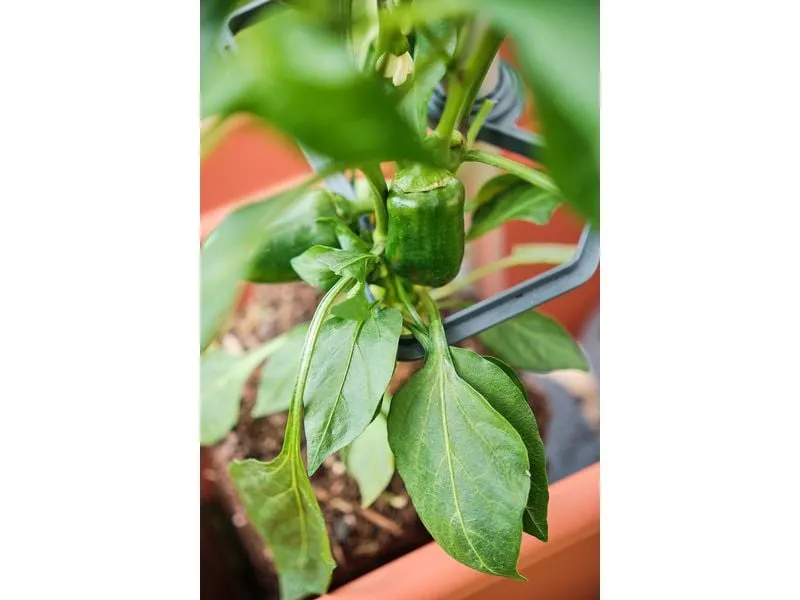Gusta Garden CHILI BUDDY Rankhilfe für Chilis & Paprika im 3er Set Silber Gusta Garden CHILI BUDDY Rankhilfe für Chilis & Paprika im 3er Set Silber