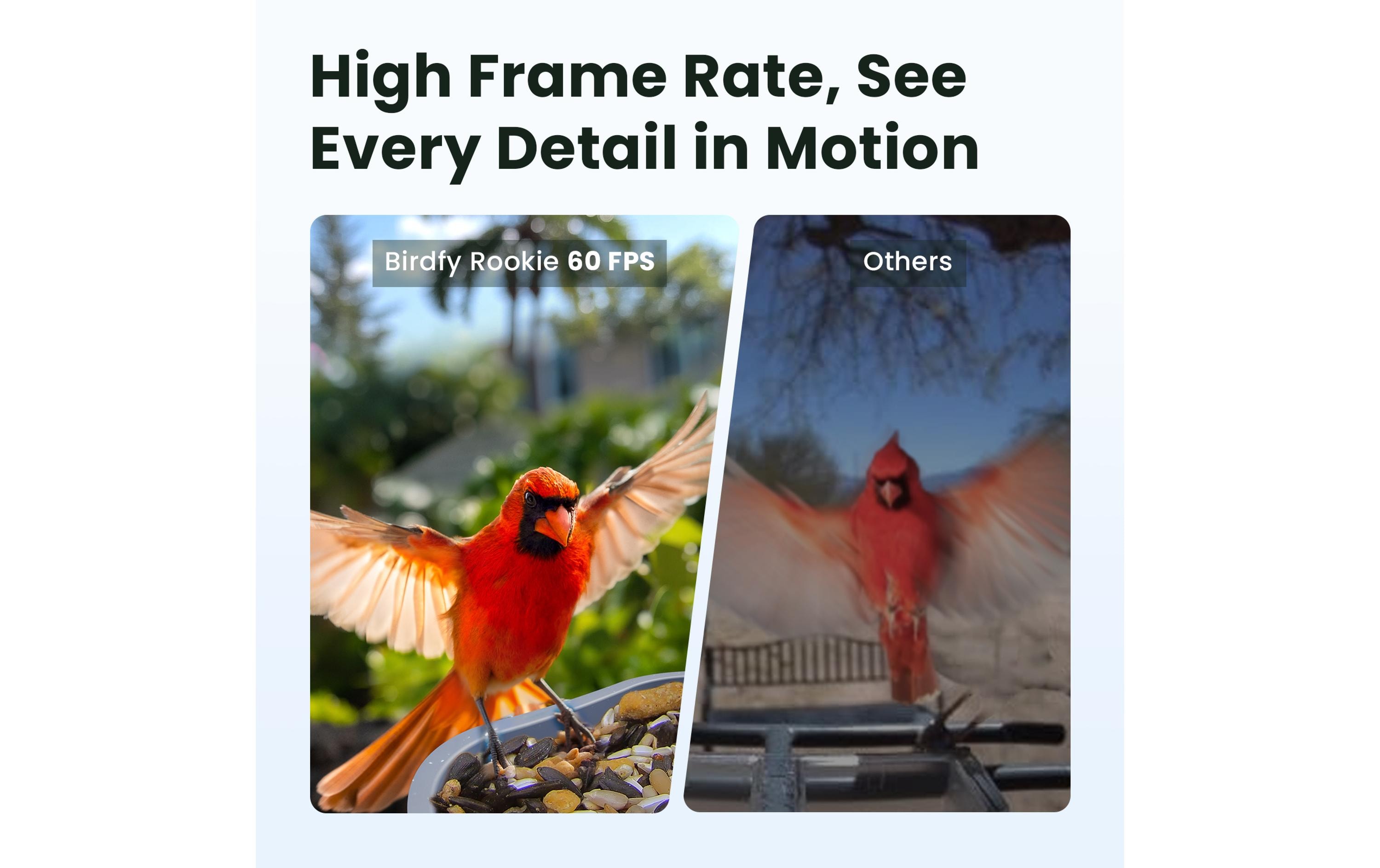 Birdfy Vogelhaus mit Kamera 60 fps 1080p