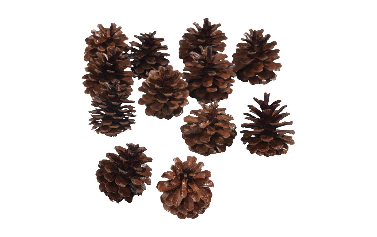 Dekomat AG Tannenzapfen echt ca. 4-5 cm, 12 Stück Dekomat AG Tannenzapfen echt ca. 4-5 cm, 12 Stück