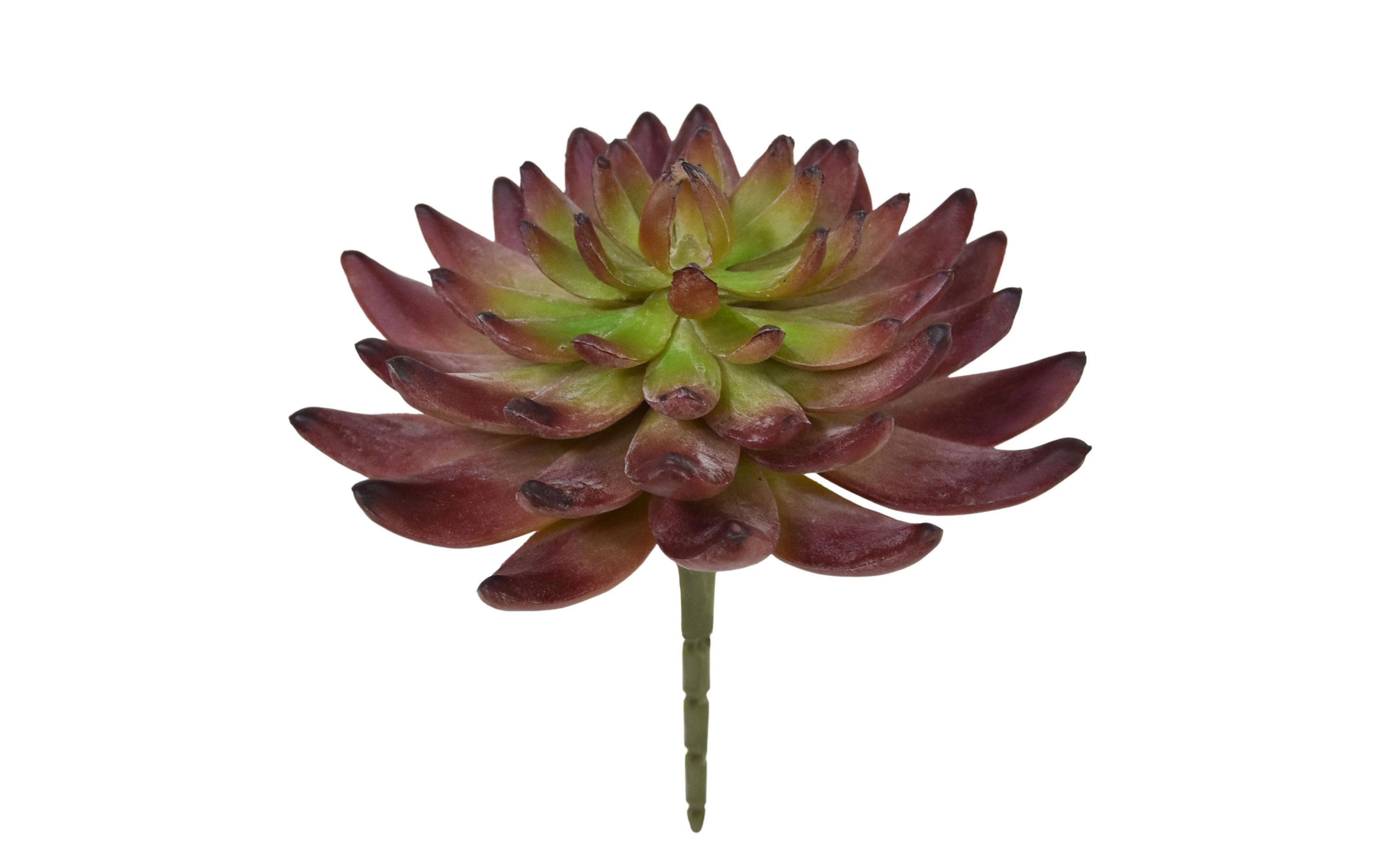 Botanic-Haus Kunstpflanze Echeveria Kaktus 14 cm