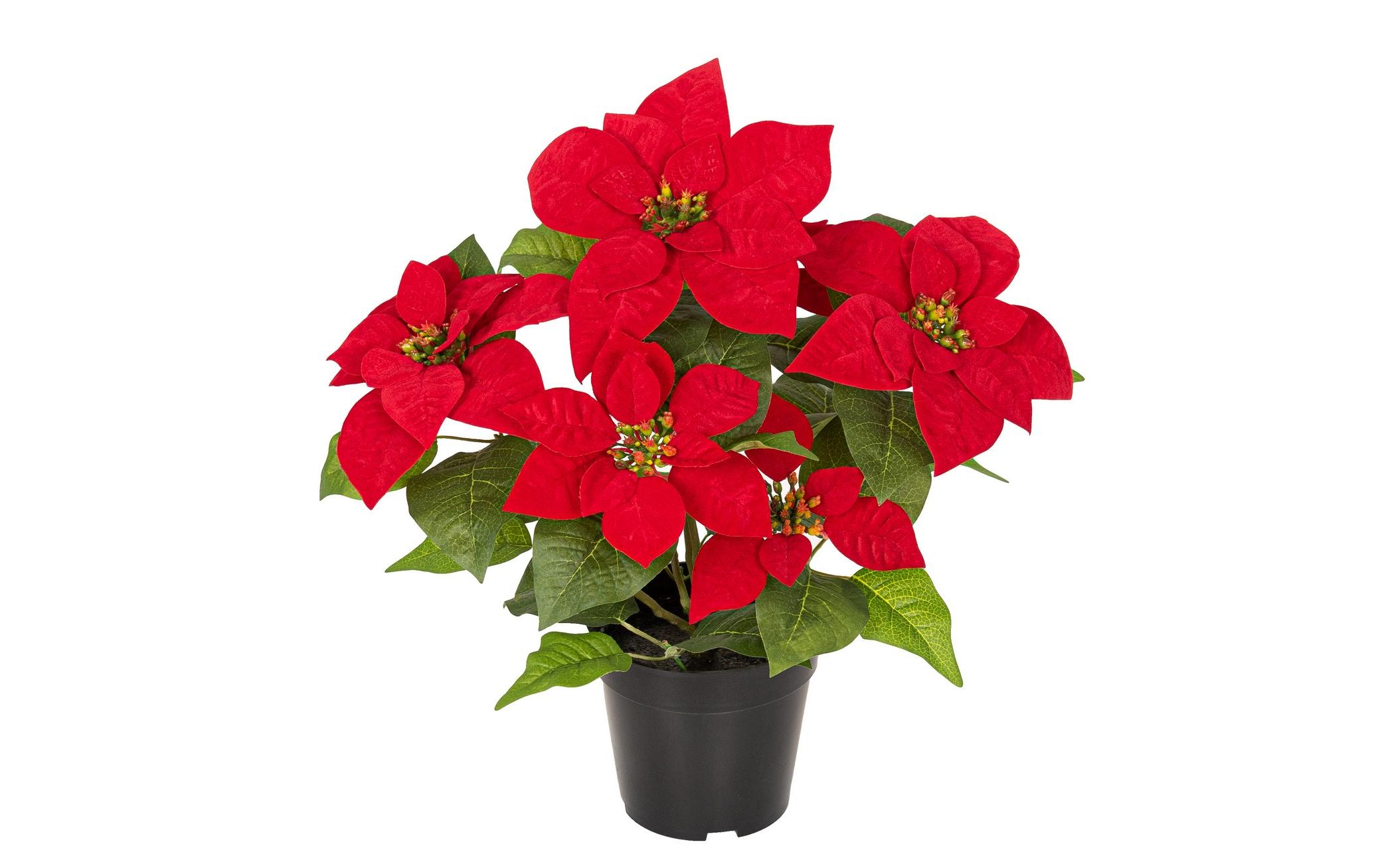 Botanic-Haus Kunstblume Weihnachtsstern Rot