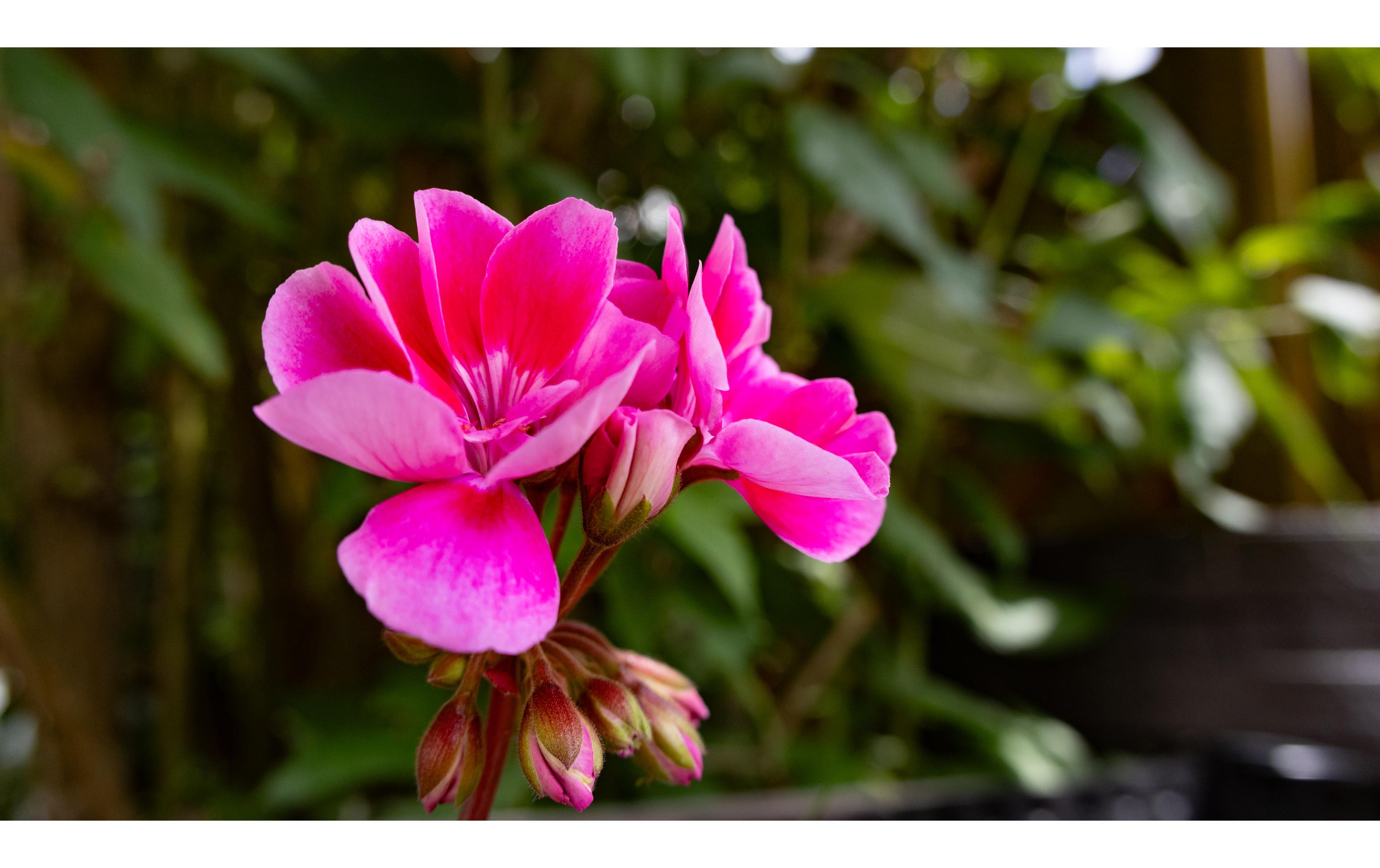 Sigma Zoomobjektiv 18-50mm F/2.8 DC DN Canon RF Sigma Zoomobjektiv 18-50mm F/2.8 DC DN Canon RF