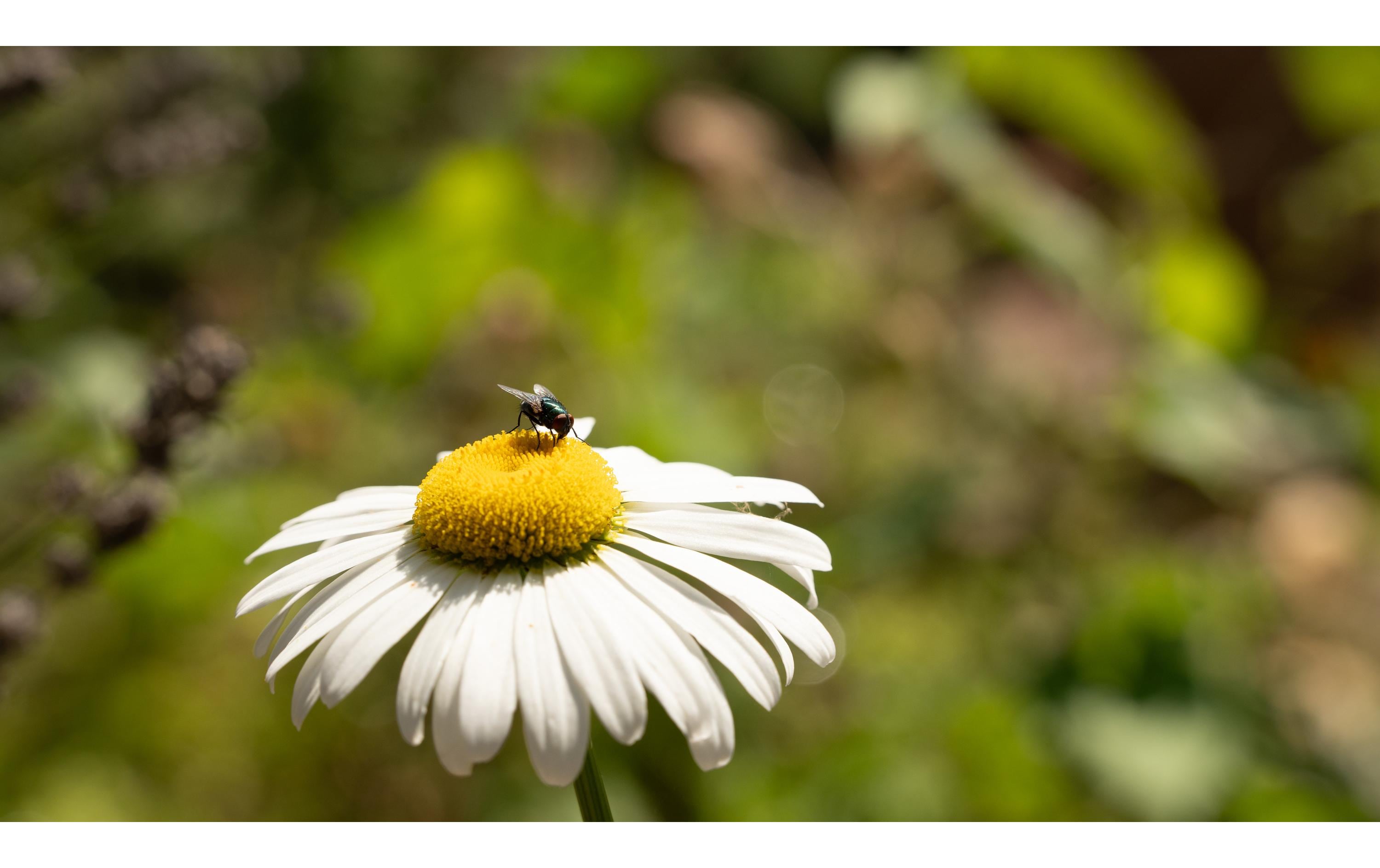 Sigma Zoomobjektiv 28-105 mm F/2.8 DG DN Art Sony E-Mount