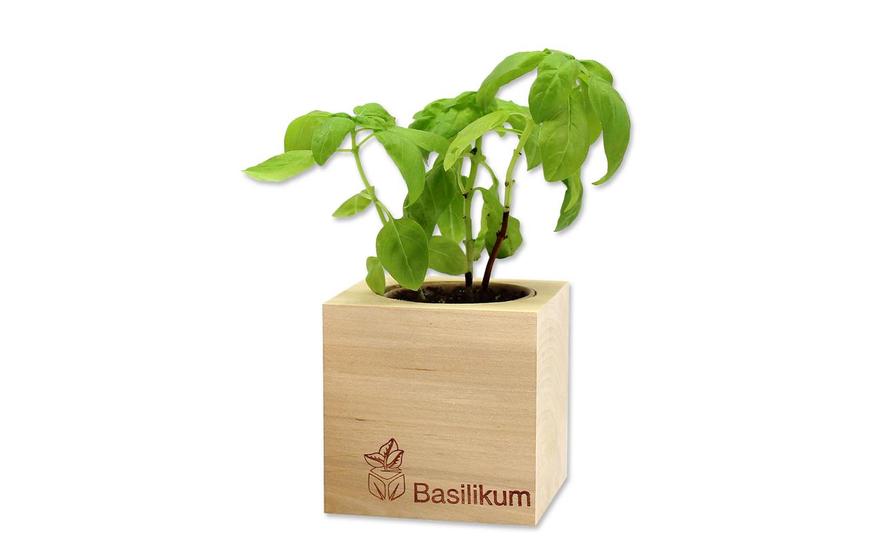 Feel Green Ecocube Basilikum BIO