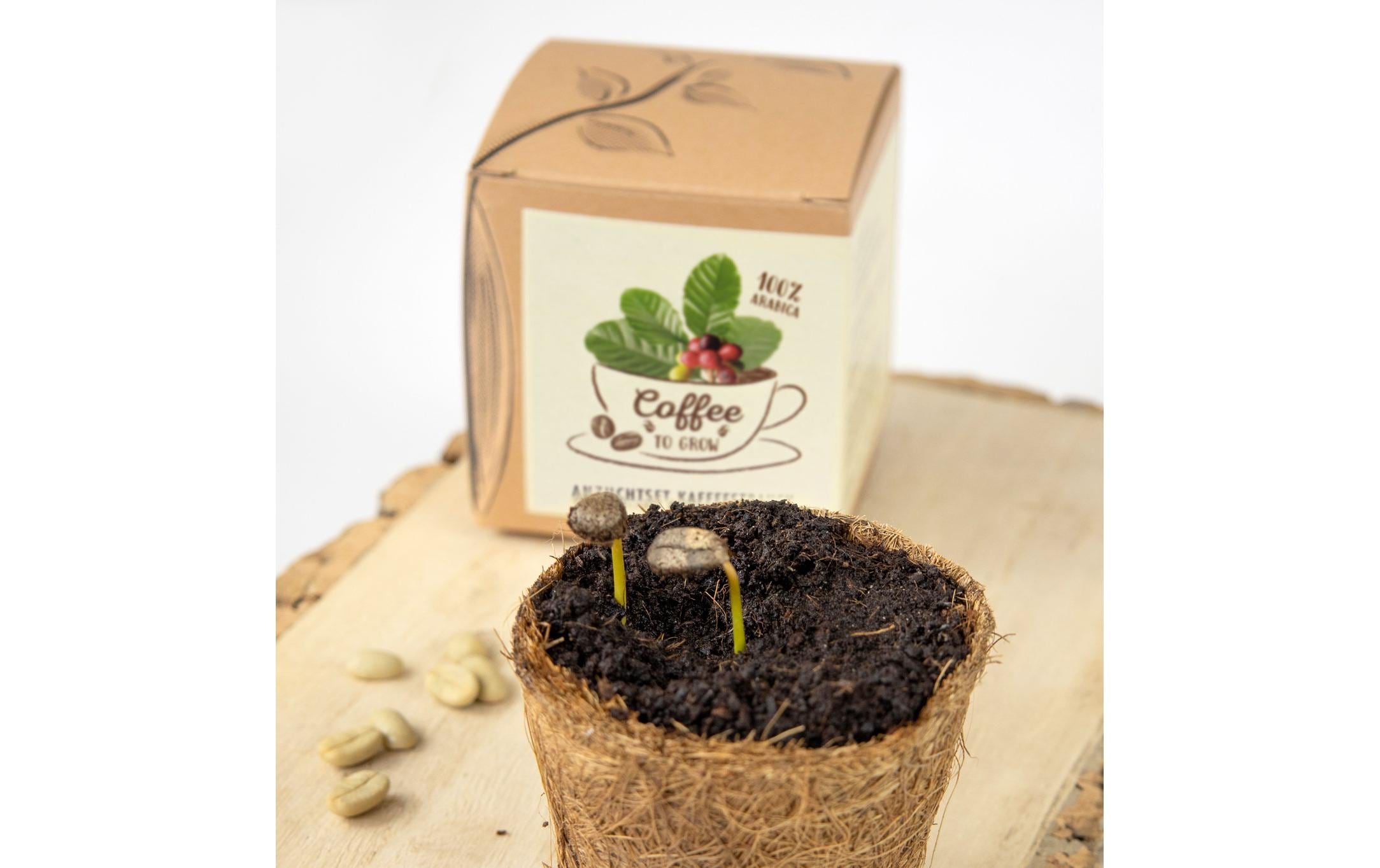 Naturkraftwerk Anzuchtset Coffee-to-grow mit Kaffeesaatgut