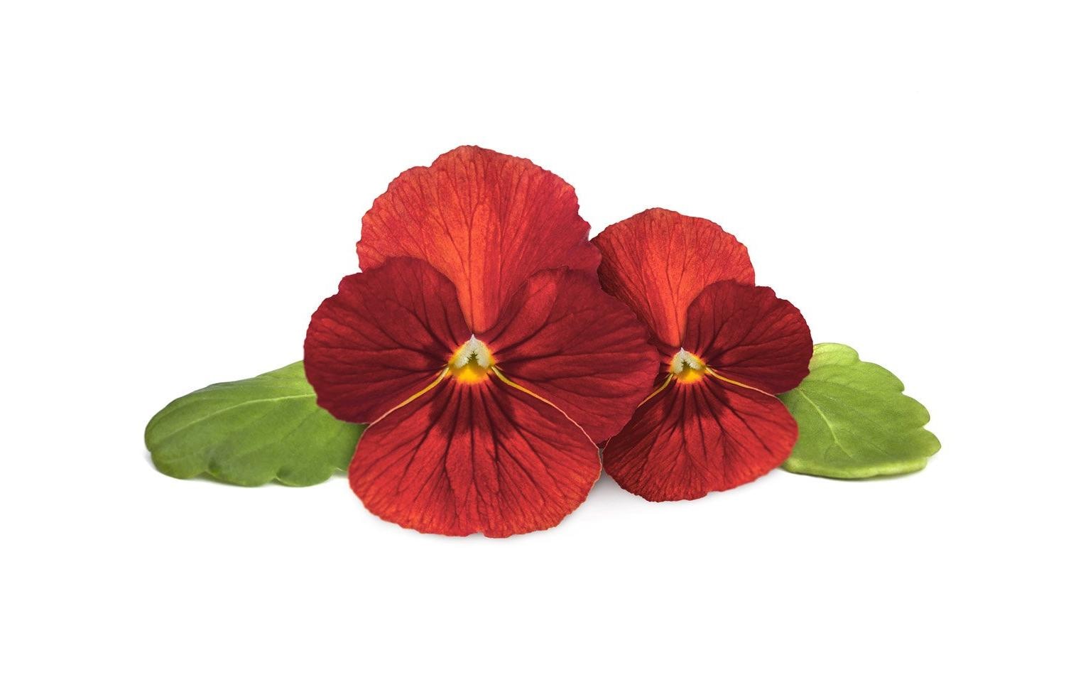 Click and Grow Saatgut Rotes Stiefmütterchen 3er-Pack