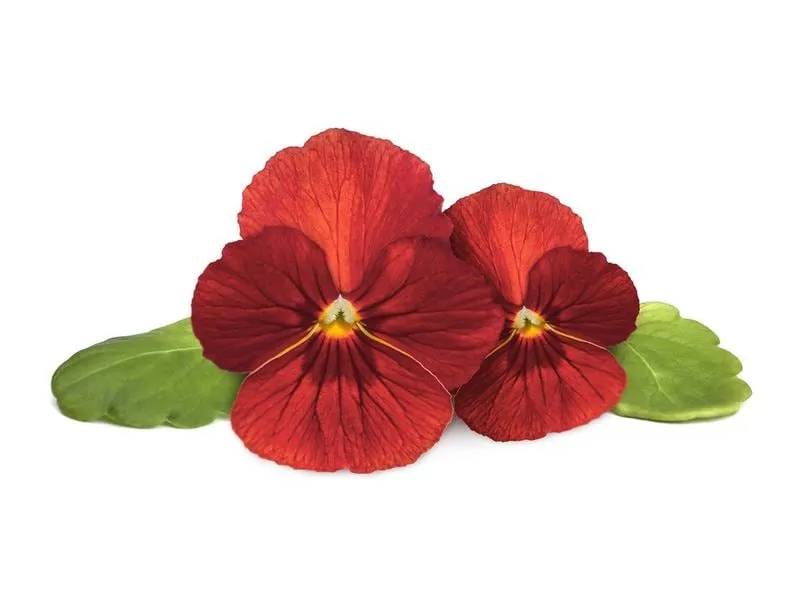 Click and Grow Saatgut Rotes Stiefmütterchen 3er-Pack Click and Grow Saatgut Rotes Stiefmütterchen 3er-Pack