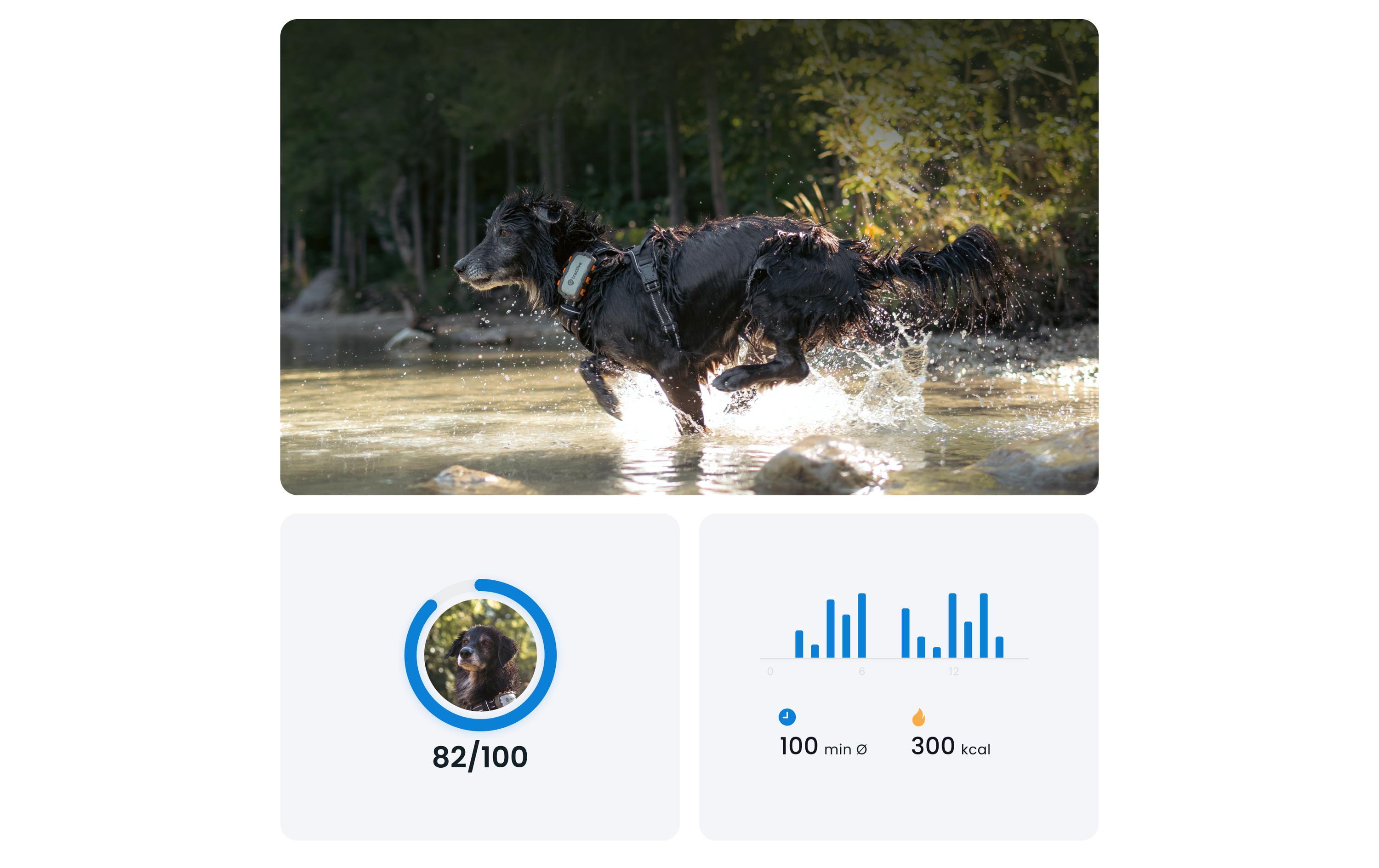 tractive GPS-Tracker DOG XL Adventure Edition, Grau tractive GPS-Tracker DOG XL Adventure Edition, Grau