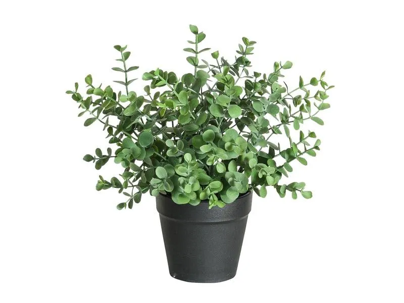 Botanic-Haus Kunstpflanze Eukalyptus 21 cm