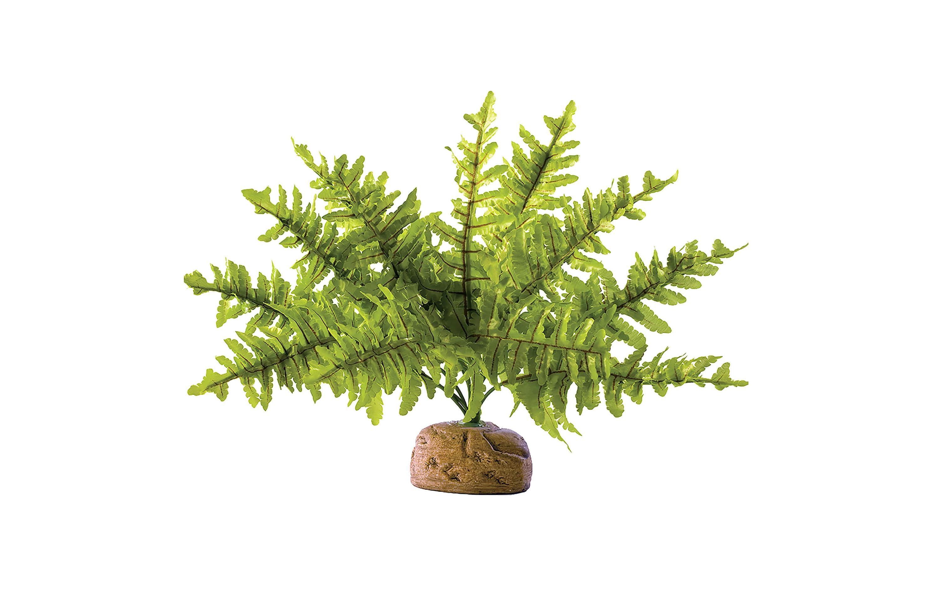 Exo Terra Regenwaldpflanze Boston Farn, S Exo Terra Regenwaldpflanze Boston Farn, S