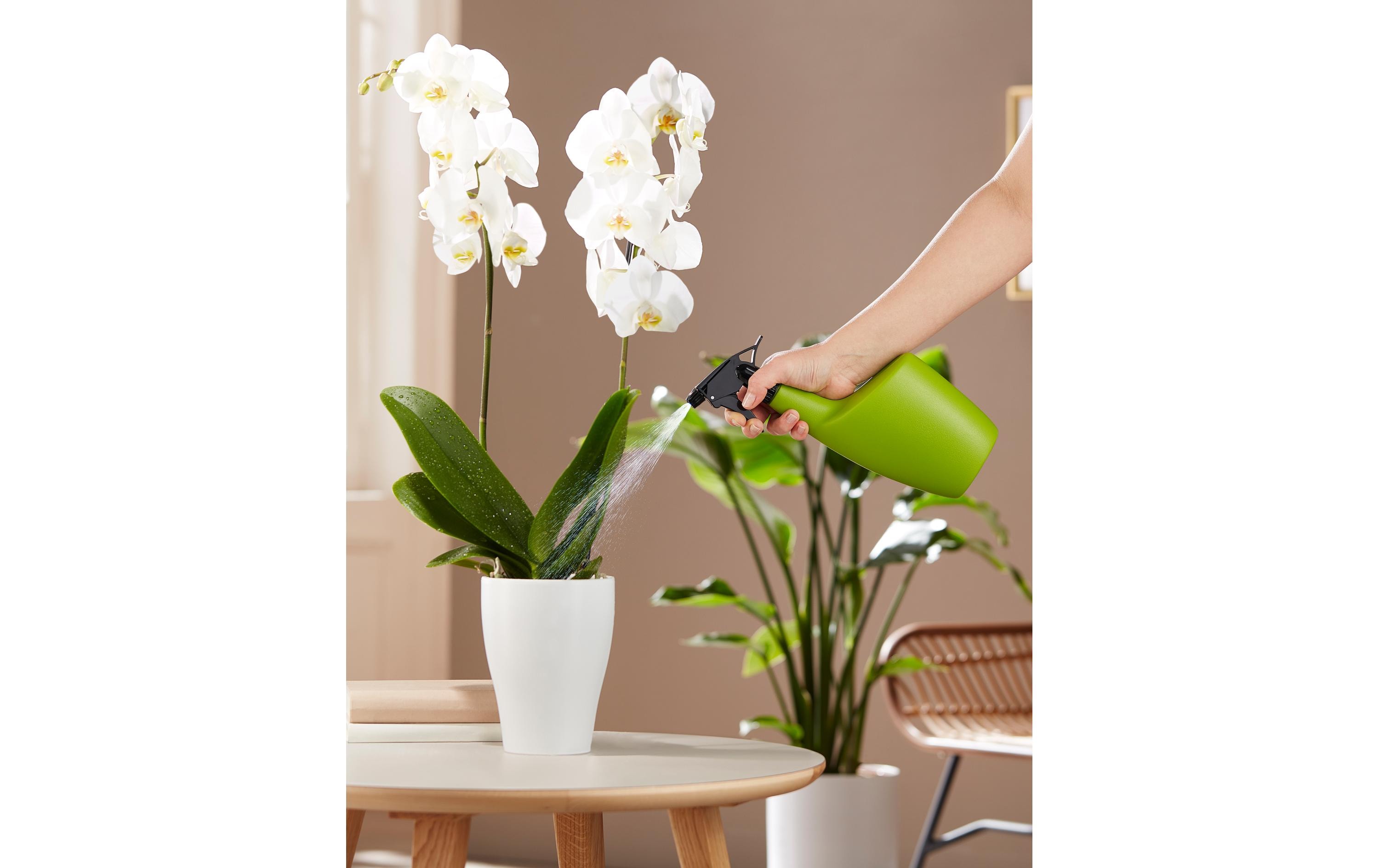 scheurich Handsprüher Smilla Grün matt scheurich Handsprüher Smilla Grün matt