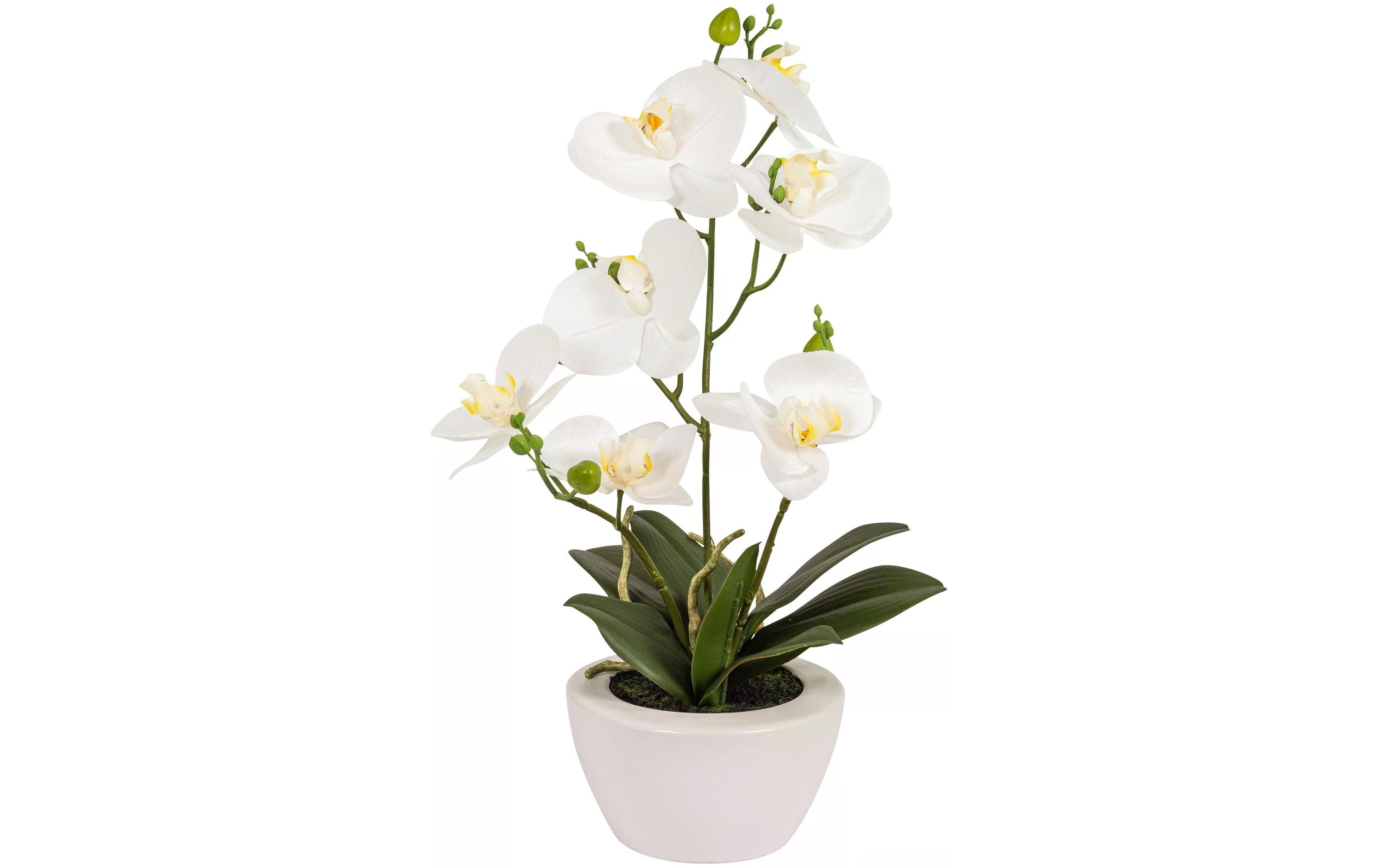 Botanic-Haus Kunstpflanze Phaleanopsis im Topf 67 cm