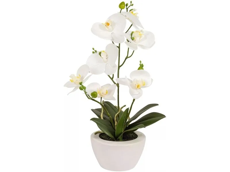 Botanic-Haus Kunstpflanze Phaleanopsis im Topf 67 cm Botanic-Haus Kunstpflanze Phaleanopsis im Topf 67 cm