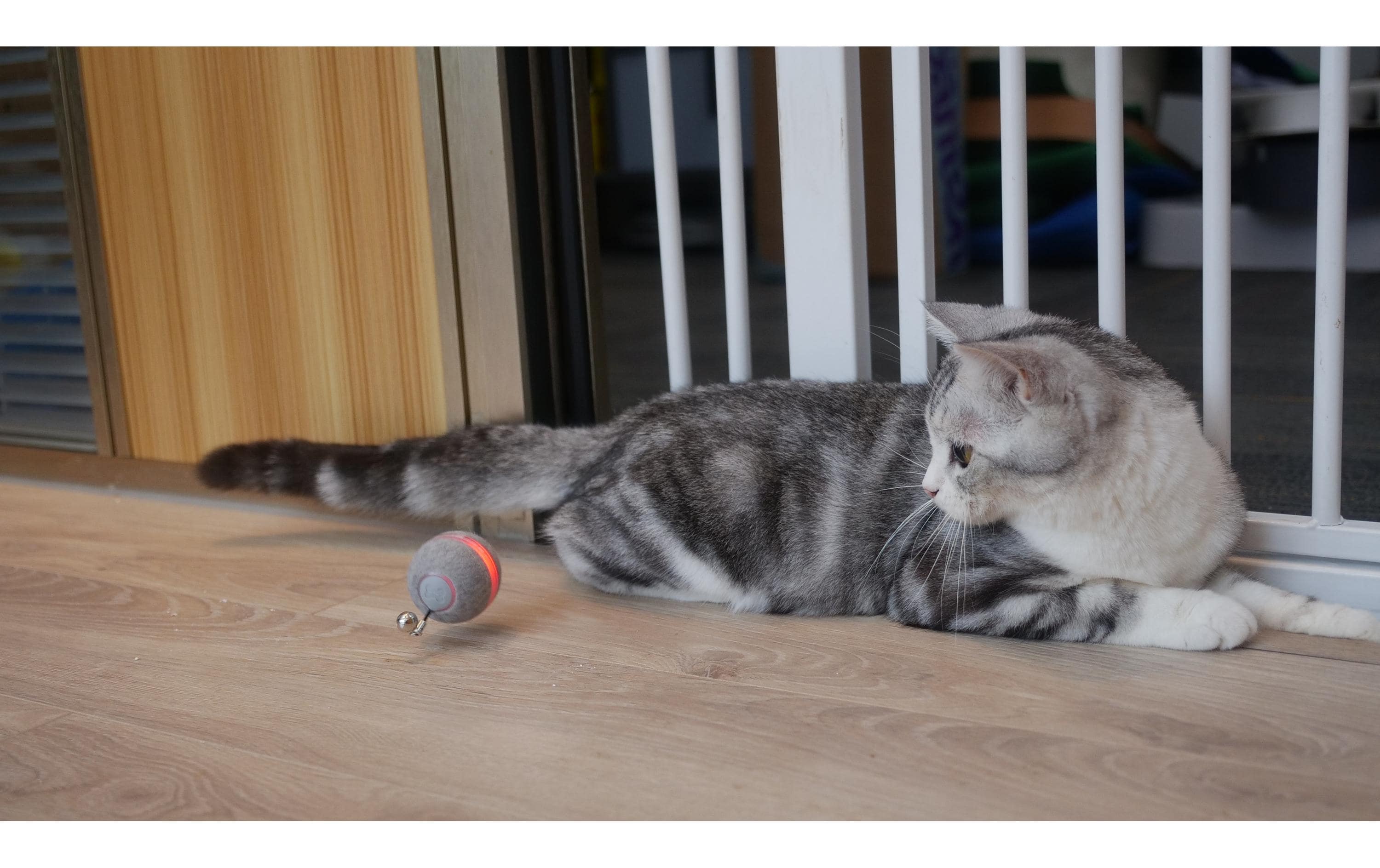 Cheerble Katzen-Spielzeug Ball Ø 42 mm, Grau