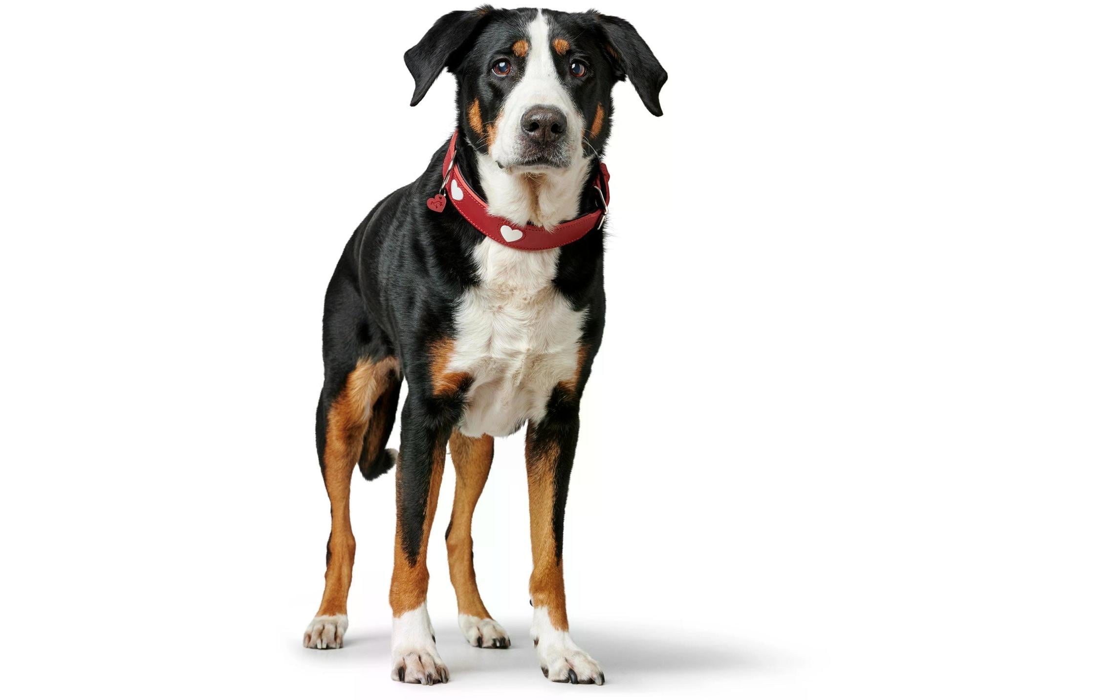 Hunter Halsband Love L (65), Rot/Schwarz