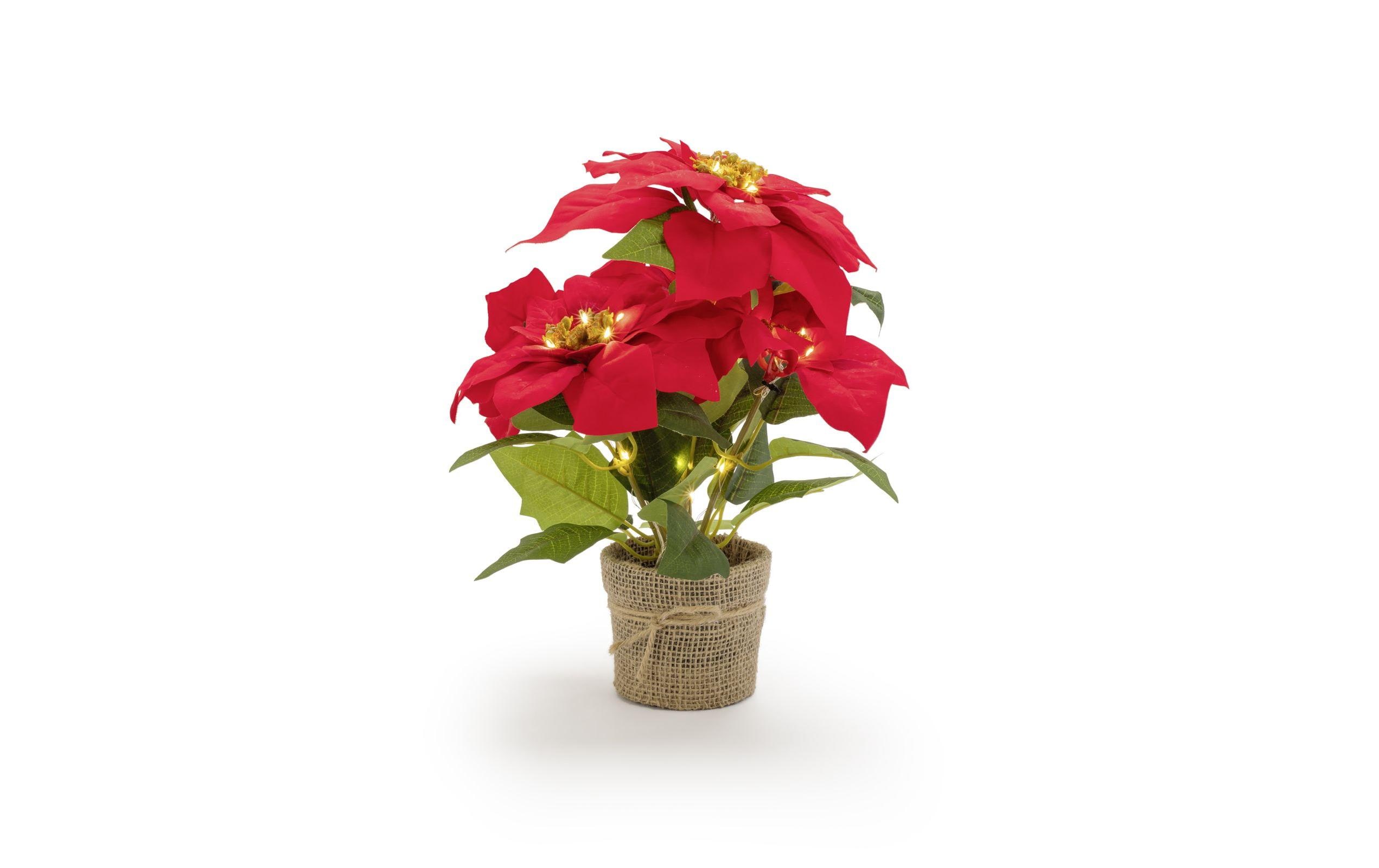 STT Poinsettia 33 cm