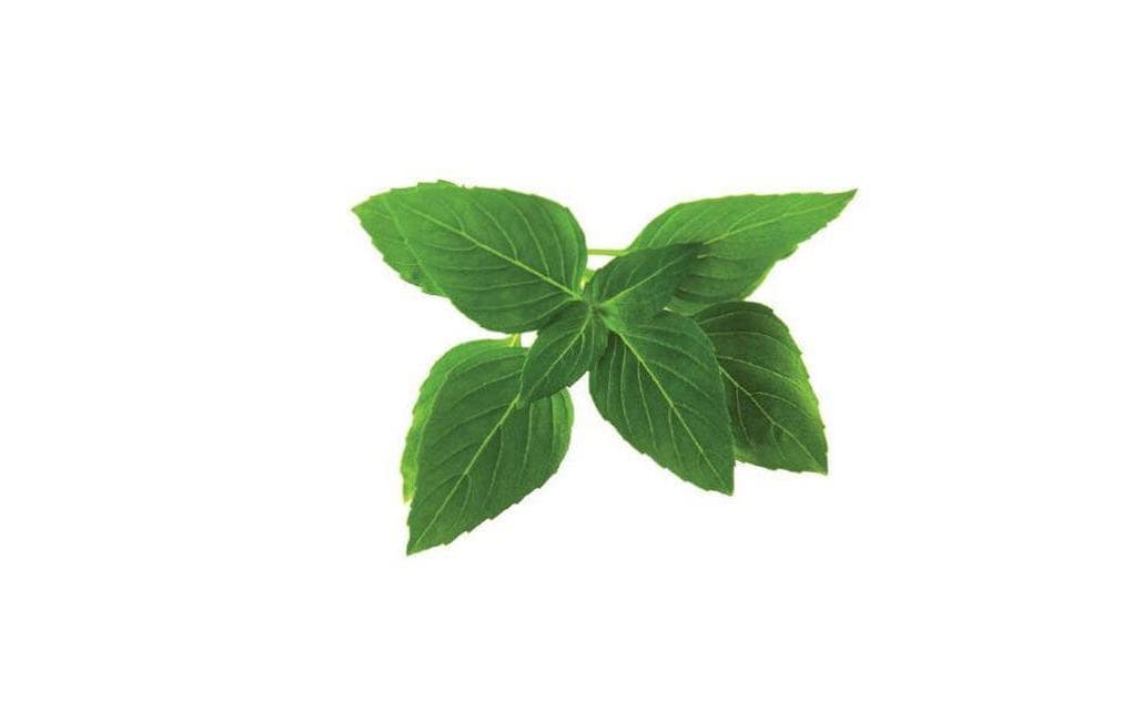 Click and Grow Samen Thai Basilikum Nachfüllpackung 3er-Set