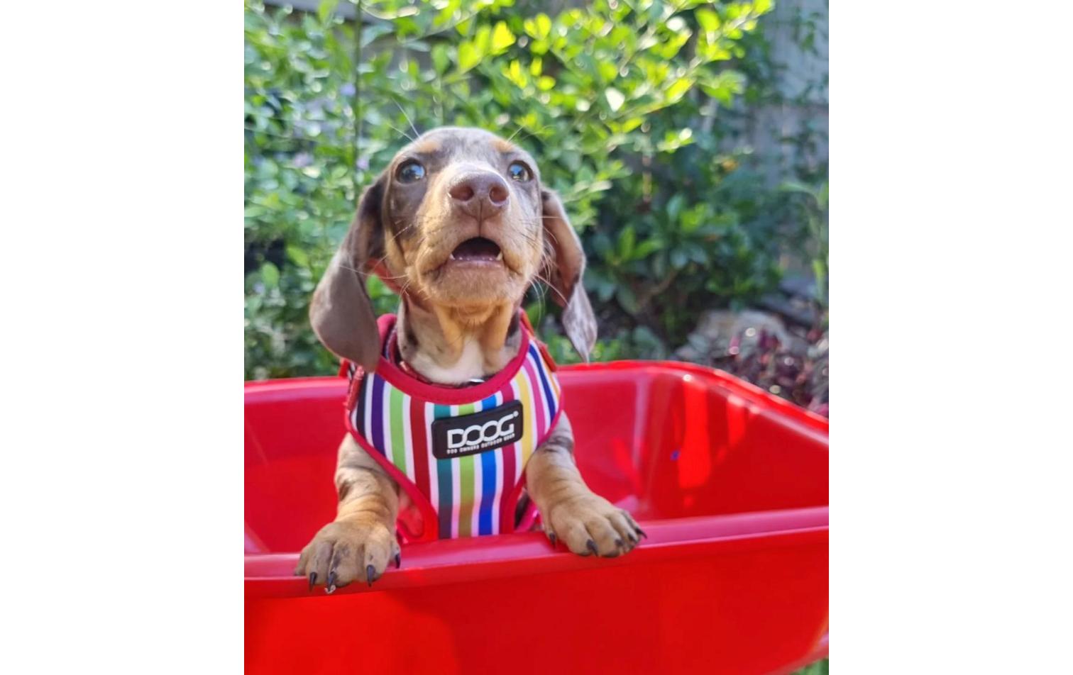 Doog Geschirr Neoflex Scooby L Multicolor gestreift