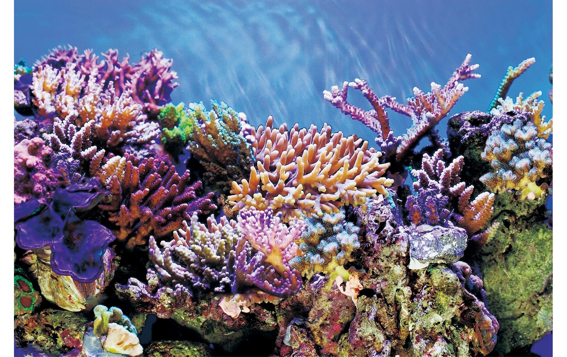 SuperFish Rückwandfolie Deko Poster A6 150 x 61 cm SuperFish Rückwandfolie Deko Poster A6 150 x 61 cm