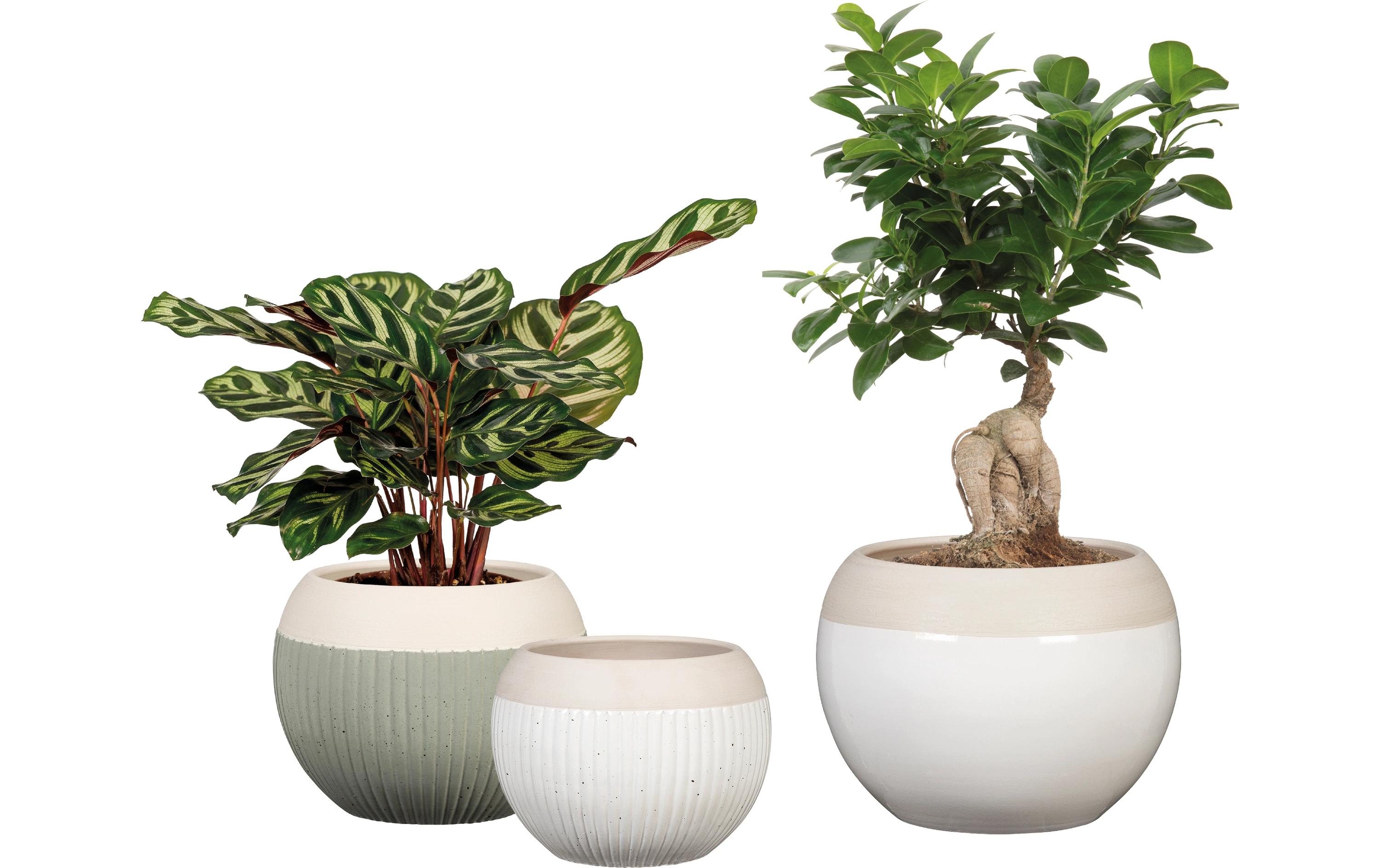 scheurich Blumentopf Blanco 718, 17.5 cm, Weiss