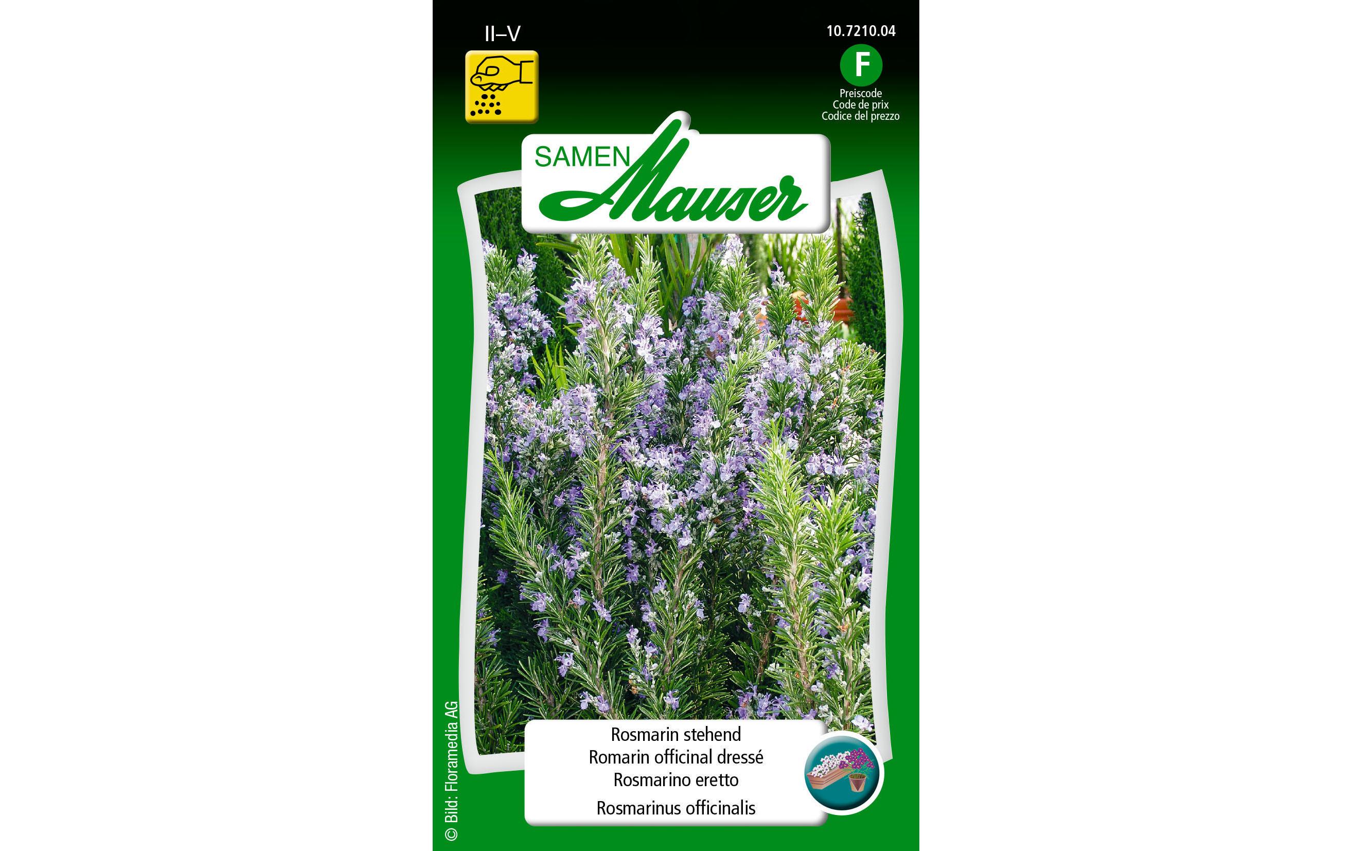 Samen Mauser Samen Rosmarin stehend Samen Mauser Samen Rosmarin stehend