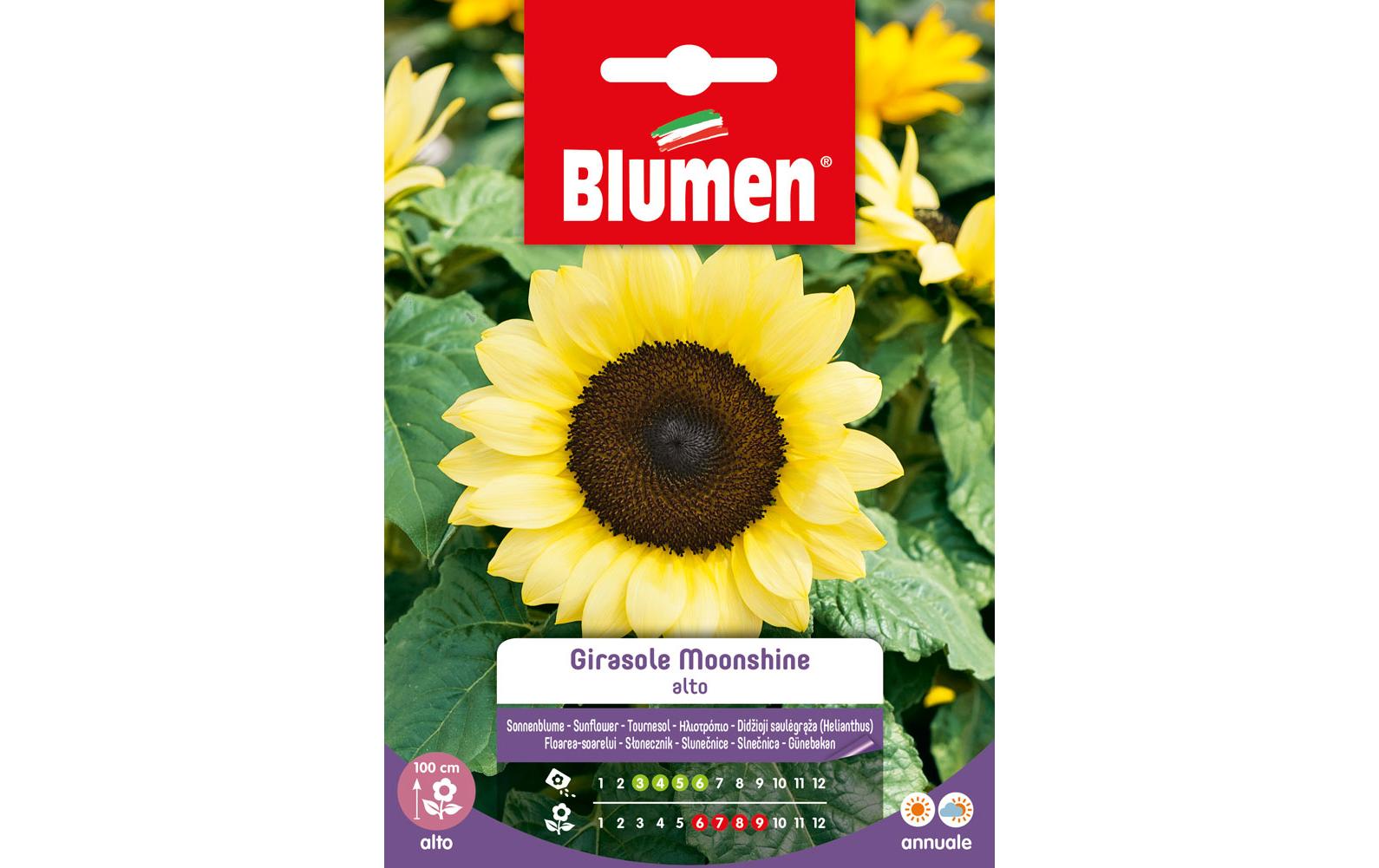 Blumen Saatgut Sonnenblume Moonshine Blumen Saatgut Sonnenblume Moonshine