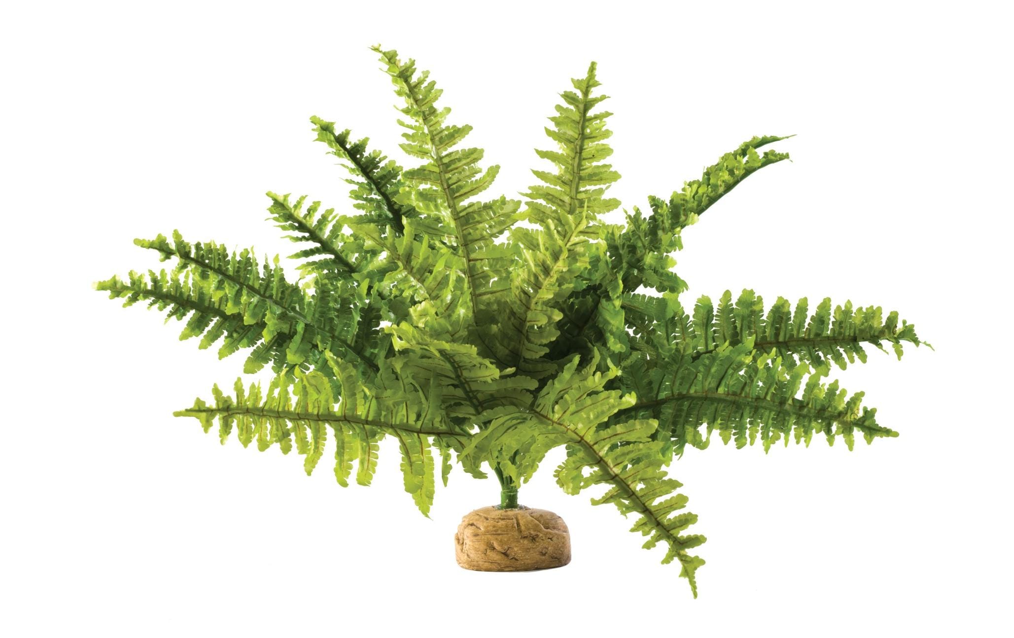 Exo Terra Regenwaldpflanze Boston Farn, M Exo Terra Regenwaldpflanze Boston Farn, M