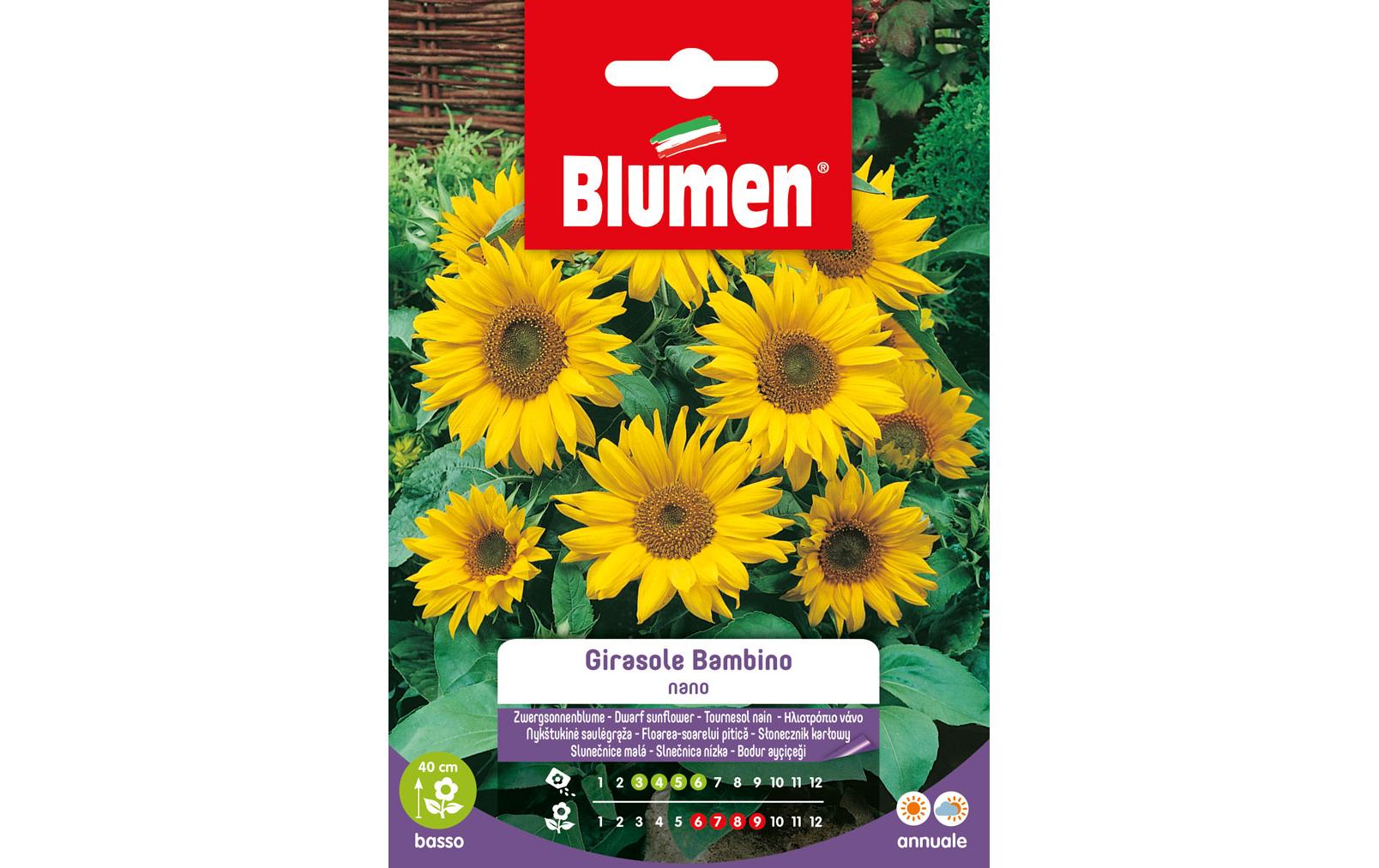 Blumen Saatgut Sonnenblume Bambino