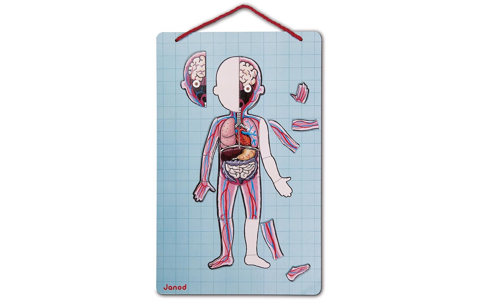 Janod Kinderspiel Magnetspiel Körper