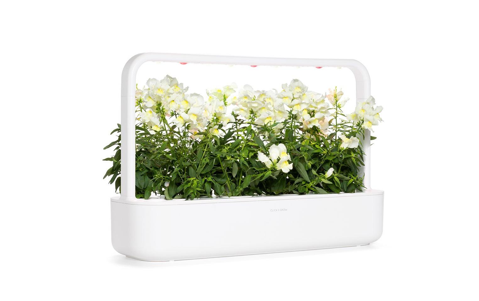 Click and Grow Saatgut Weisses Löwenmäulchen 3er-Pack