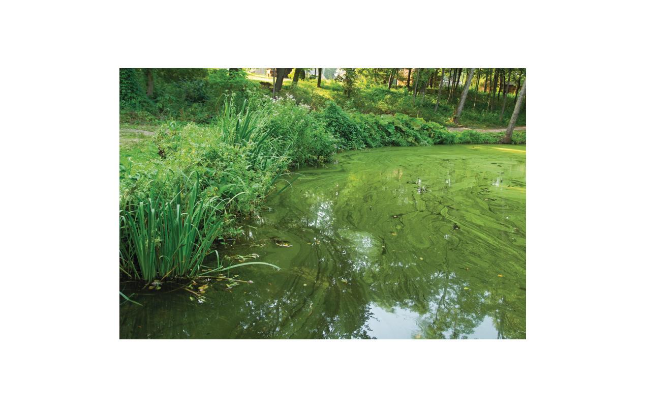 OASE AquaActiv AlGo Greenaway 500 ml