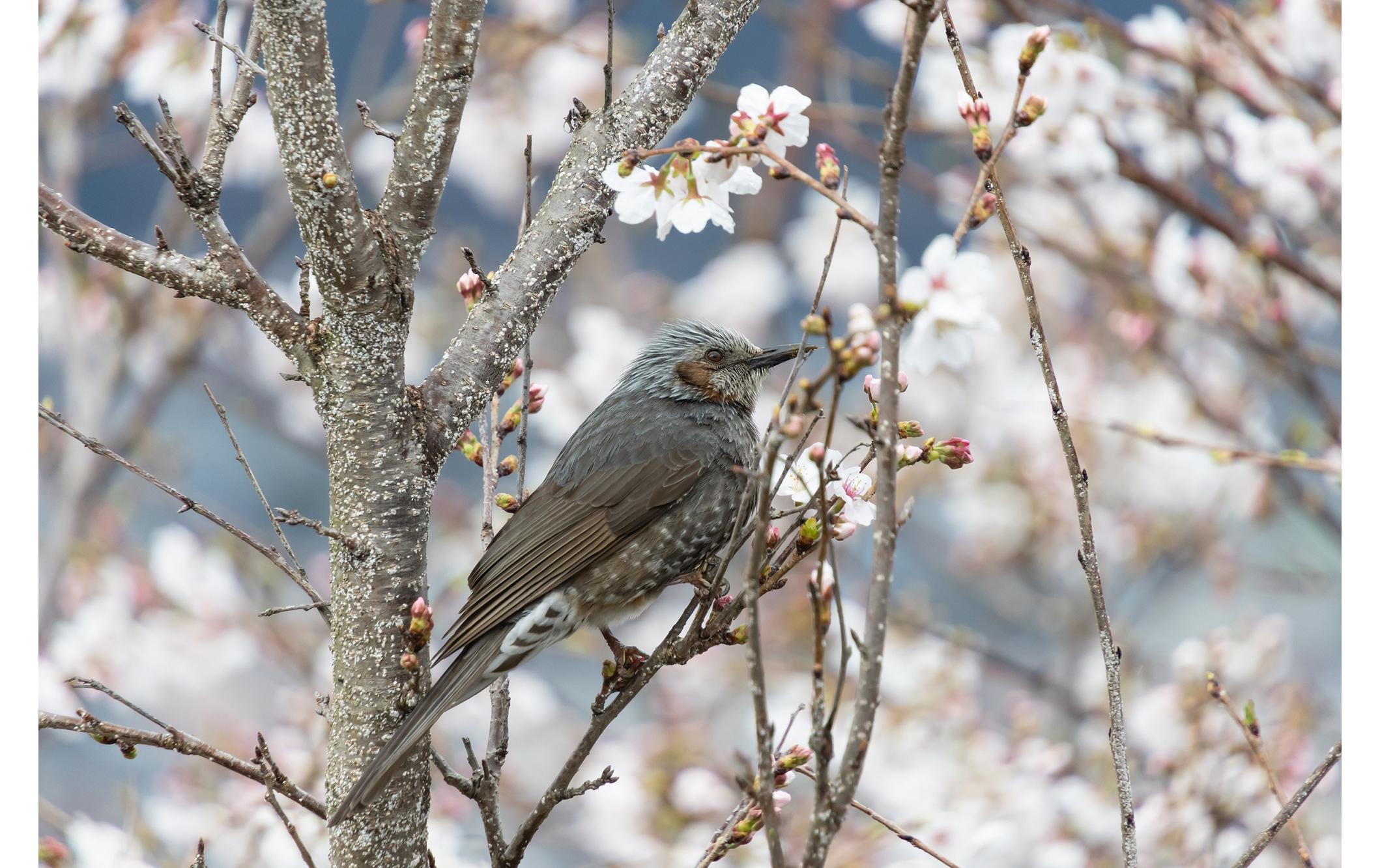 Tamron Zoomobjektiv AF 18-300mm F/3.5-6.3 Di III-A VC Canon RF