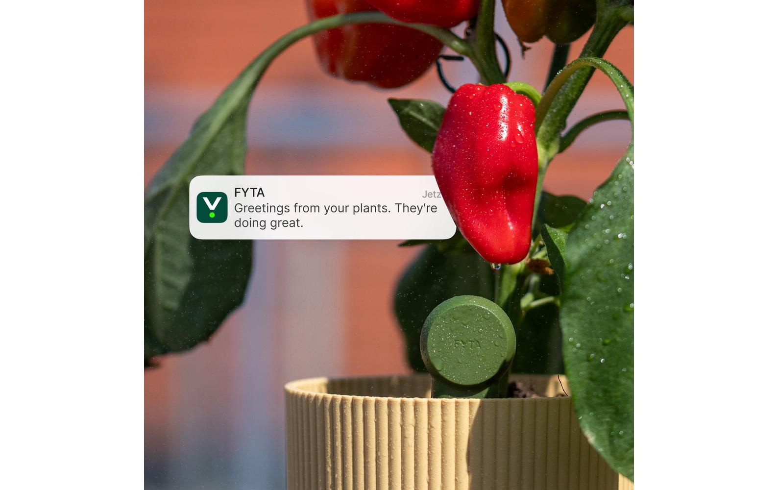 Fyta Tropfer-Set Grove