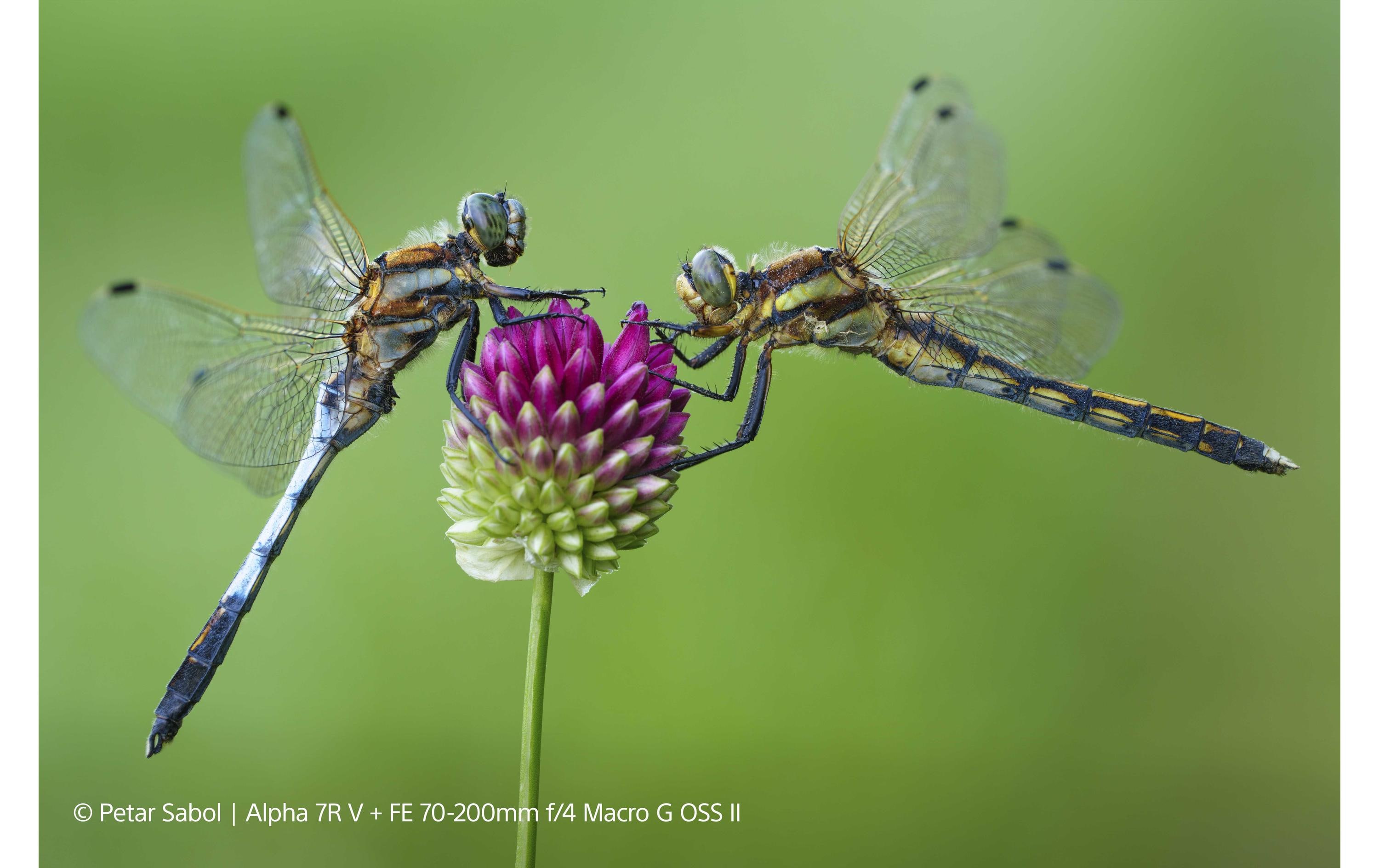 Sony Zoomobjektiv FE 70–200 mm F/4 Makro G OSS Ⅱ Sony E-Mount