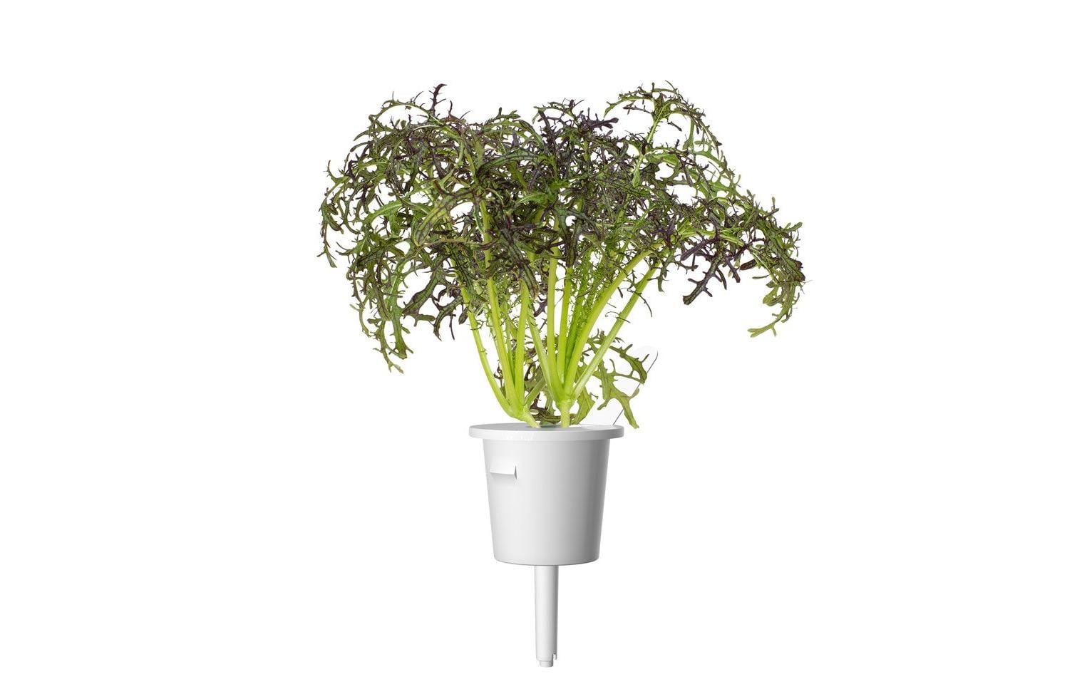 Click and Grow Samen Roter Rüschen-Senf, 3er-Pack