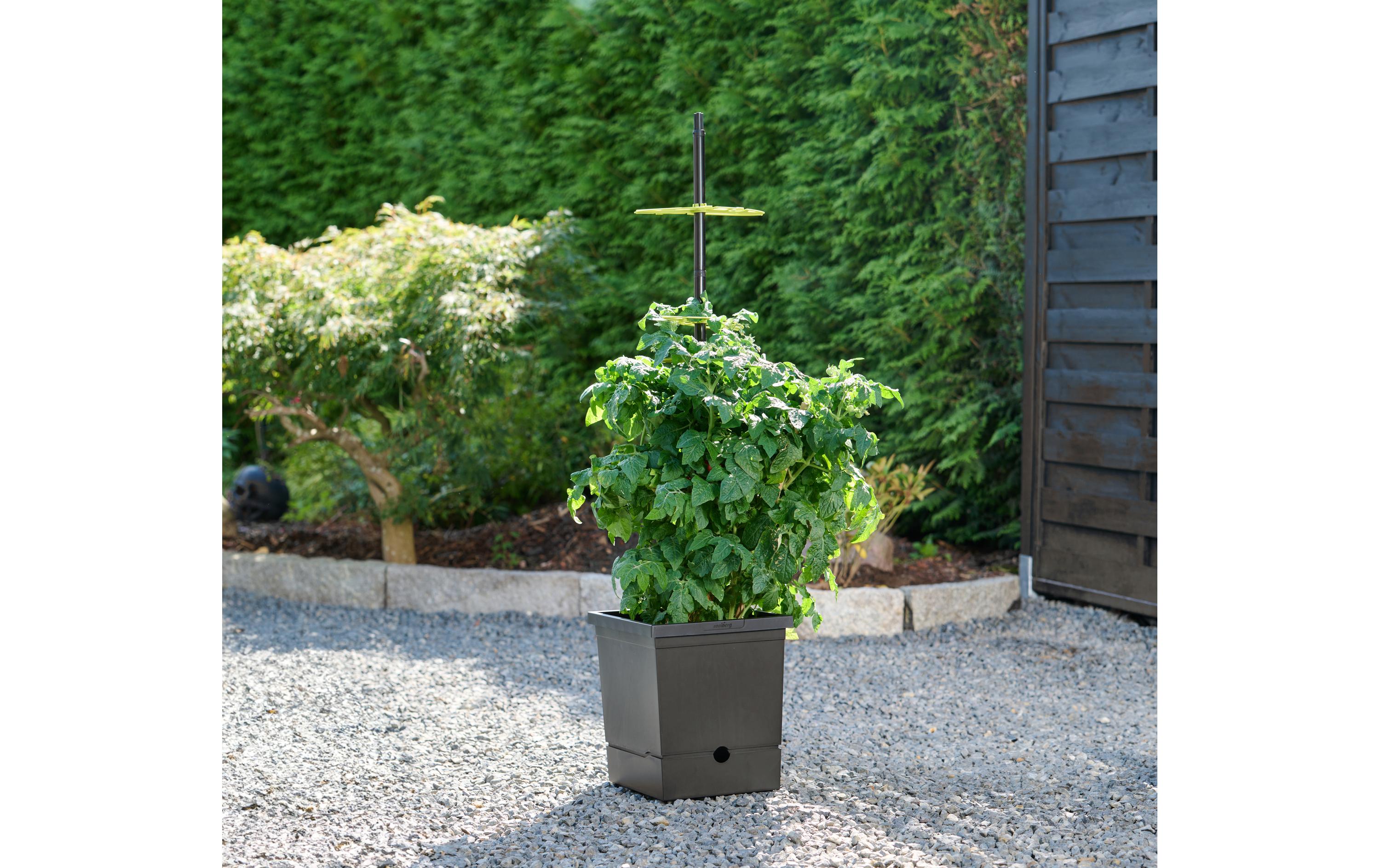 Romberg Tomatentopf mit Selbstbewässerung mit flexiber Rankhilfe