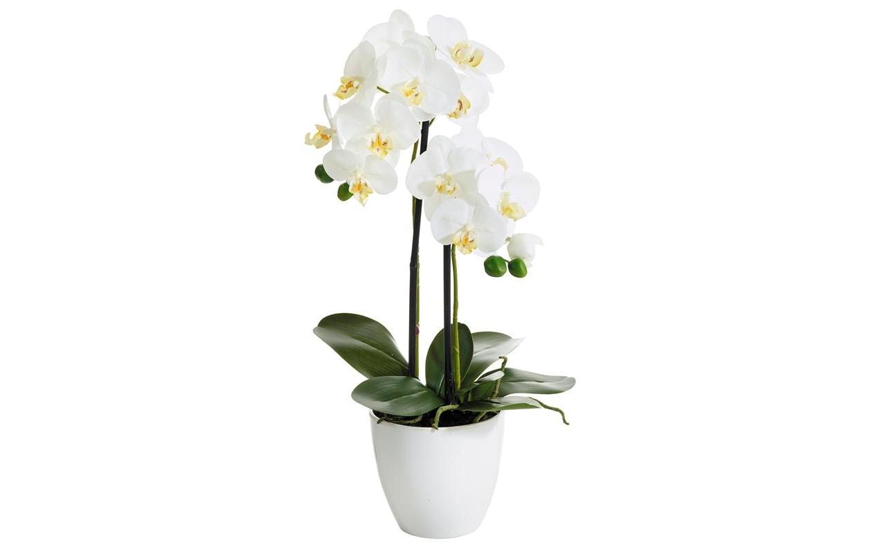 Botanic-Haus Kunstblume Phalenopsis 2 Rispen, 54 cm, mit Topf