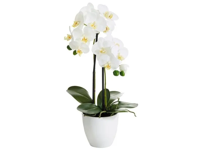 Botanic-Haus Kunstblume Phalenopsis 2 Rispen, 54 cm, mit Topf Botanic-Haus Kunstblume Phalenopsis 2 Rispen, 54 cm, mit Topf